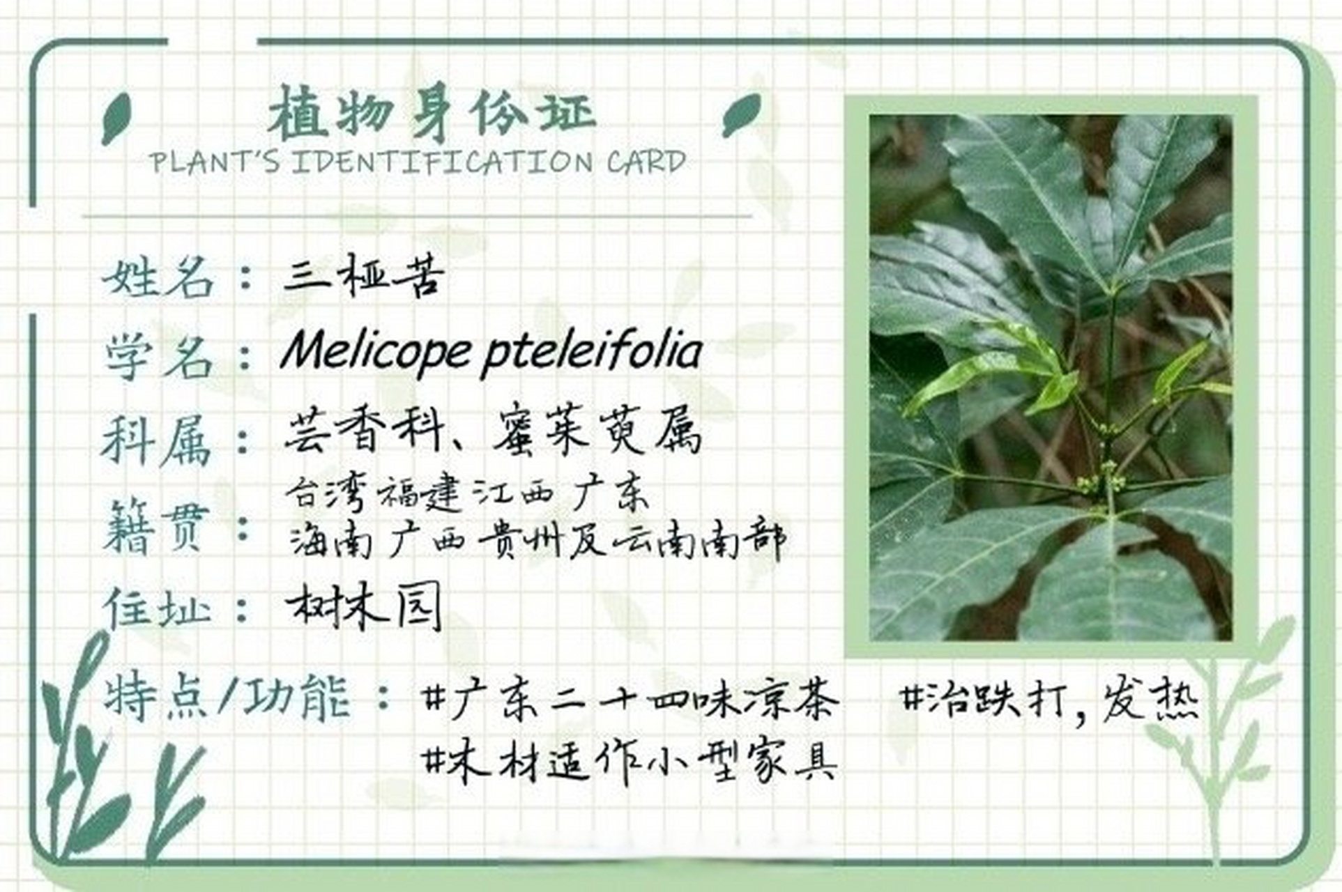 scau的植物世界#  破布叶,三桠苦,海金沙 大名鼎鼎的"凉茶三兄弟"来