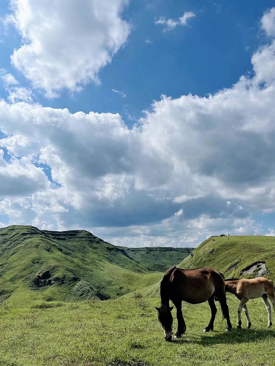 贵州毕节阿西里西大草原 地址:贵州省毕节阿西里西大草原 	 门票99