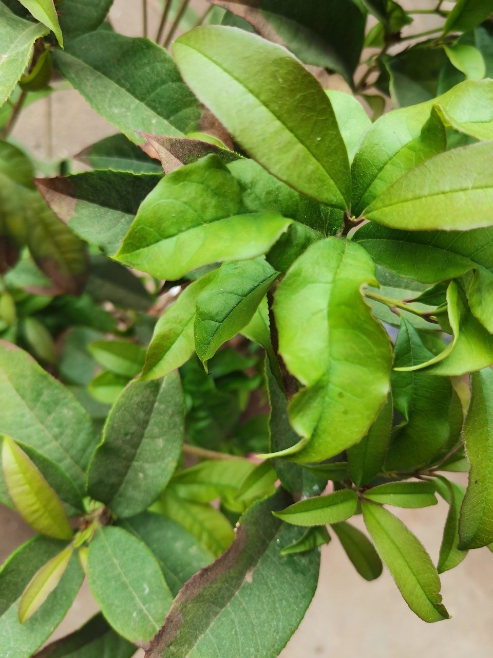 养的桂花树,新出的叶子怎么都皱巴巴 是虫害么?还是缺什么?