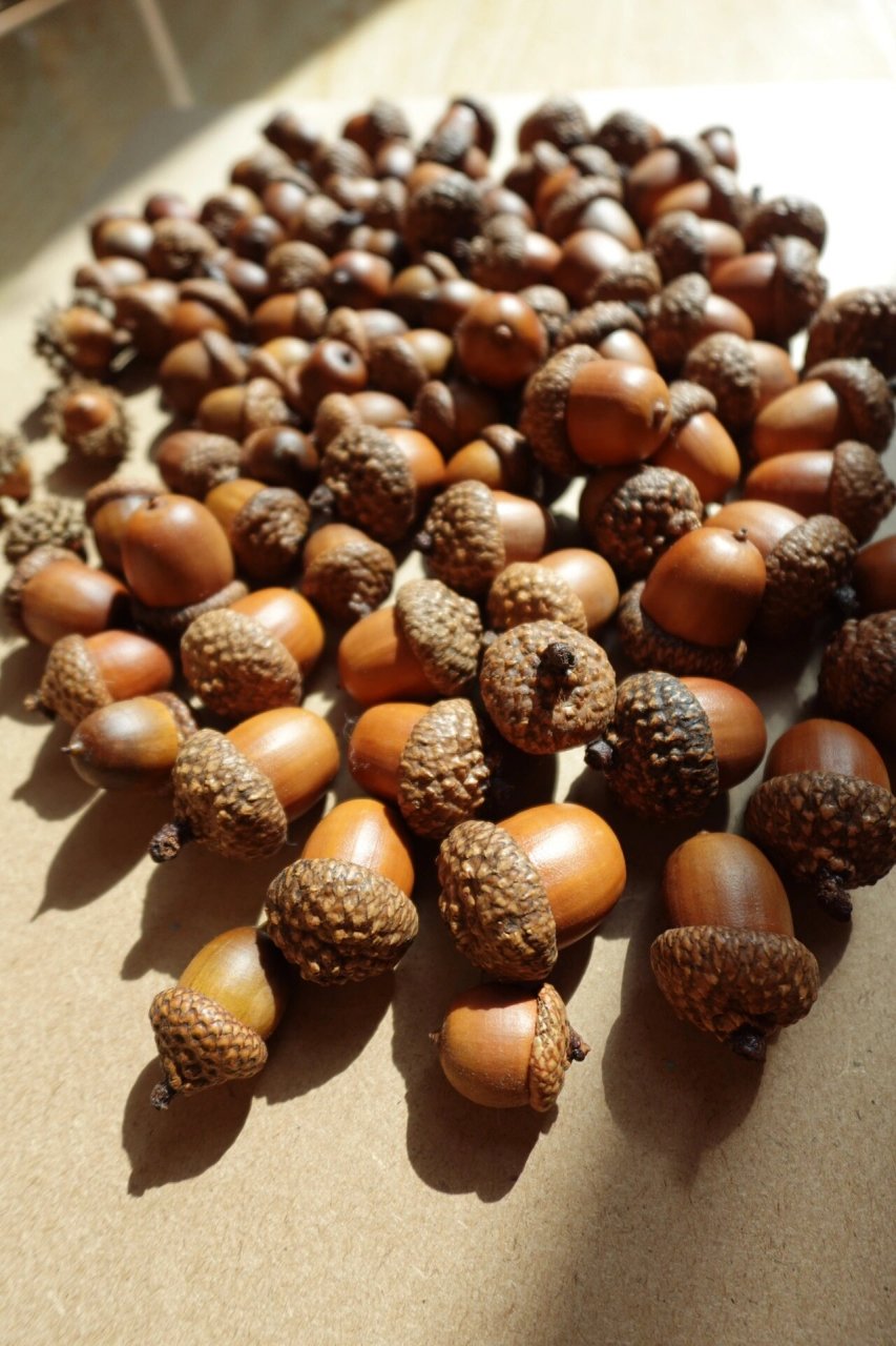 你会用它做什么? 北美红栎 (学名:quercus rubra l.