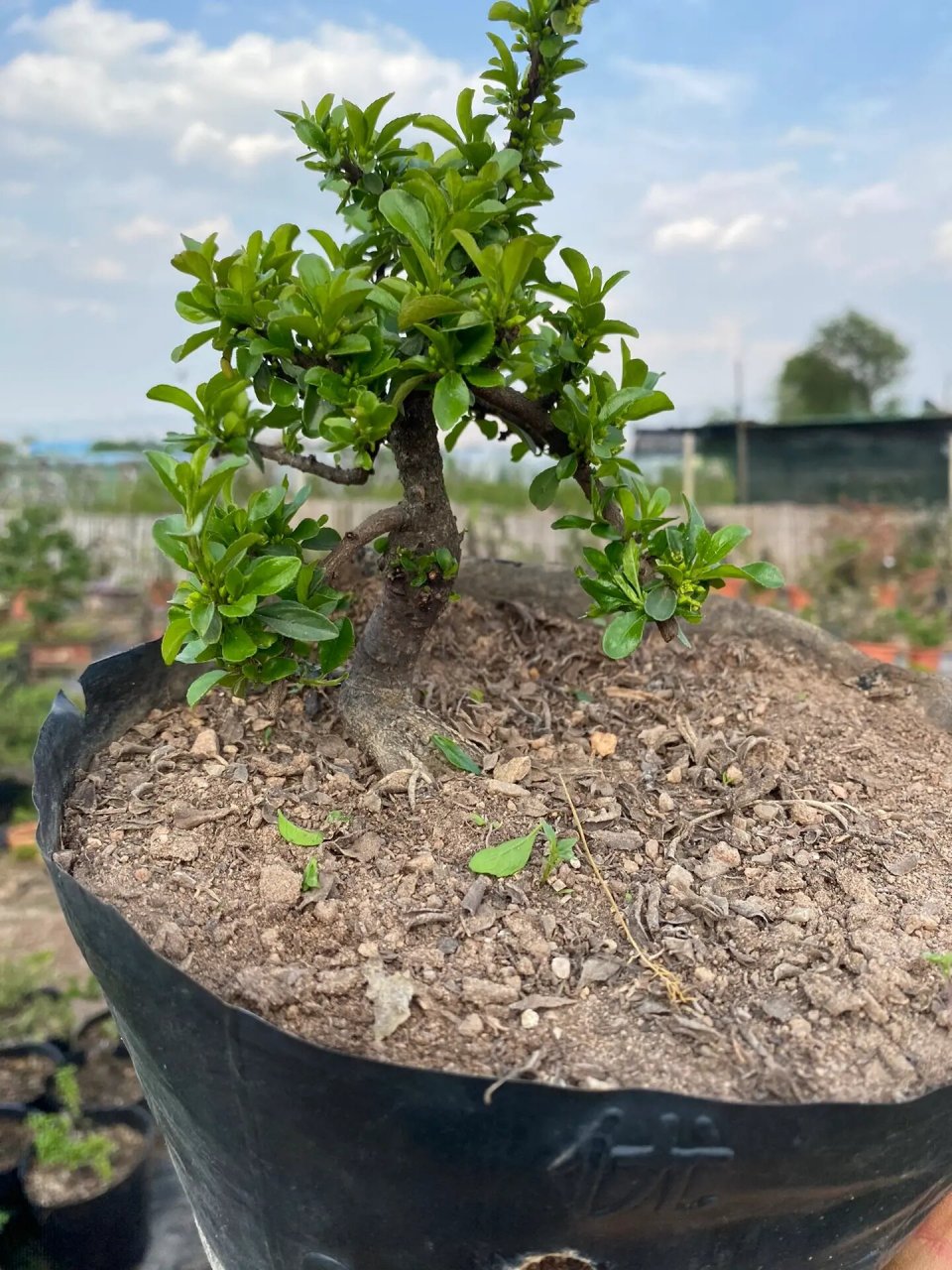 云南铁马鞭盆景