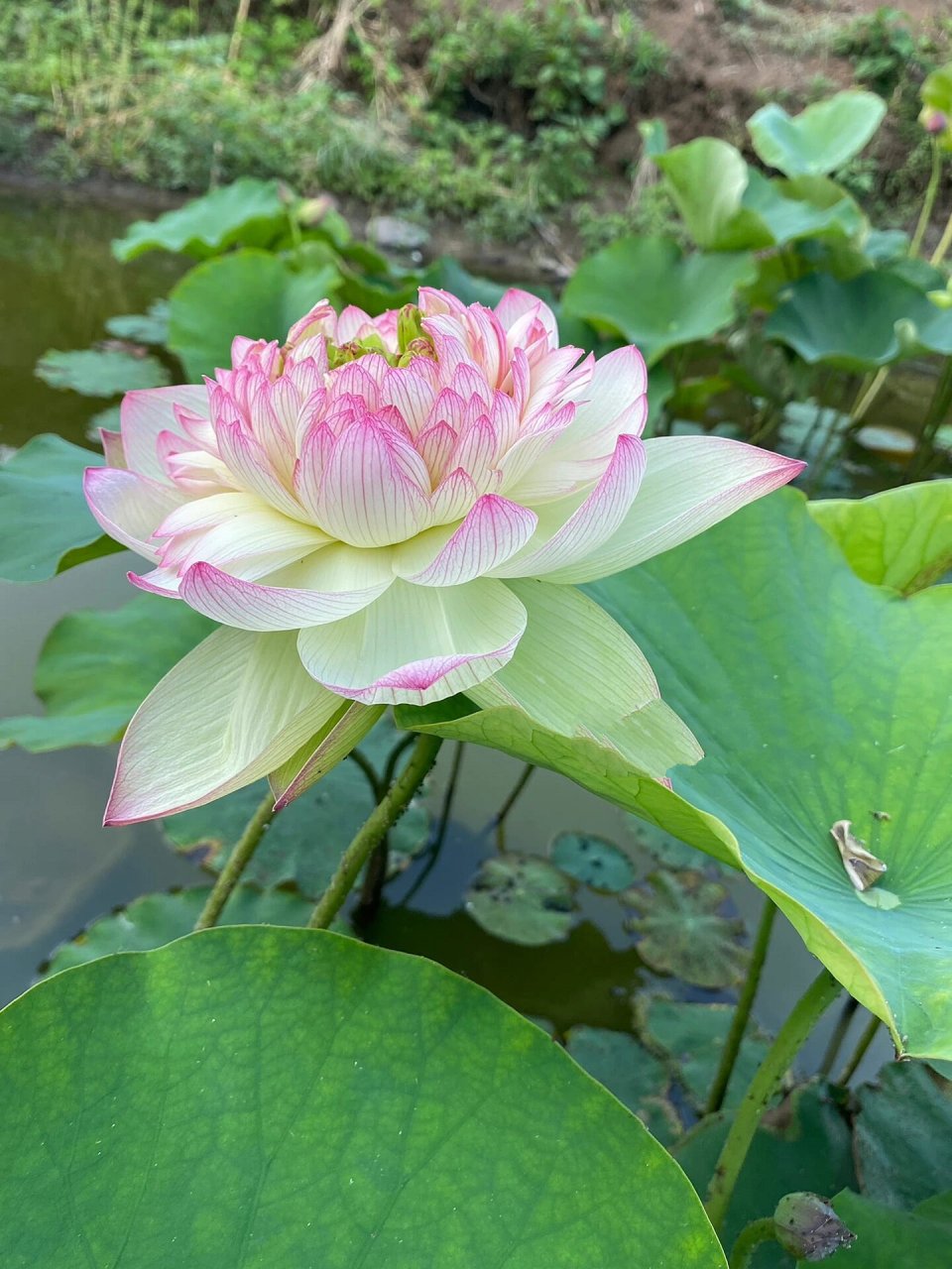 出淤泥而不染的荷花 95植物可以让人心情变好,因为这是大自然的颜色