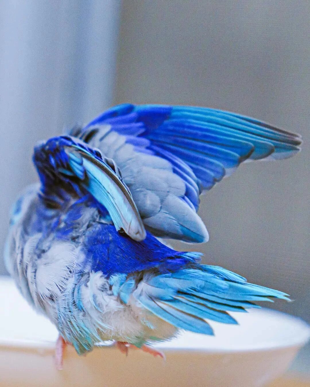 你可以在一只鹦鹉身上看到所有的蓝色系 ,自然真的好神奇 @ iiharuna