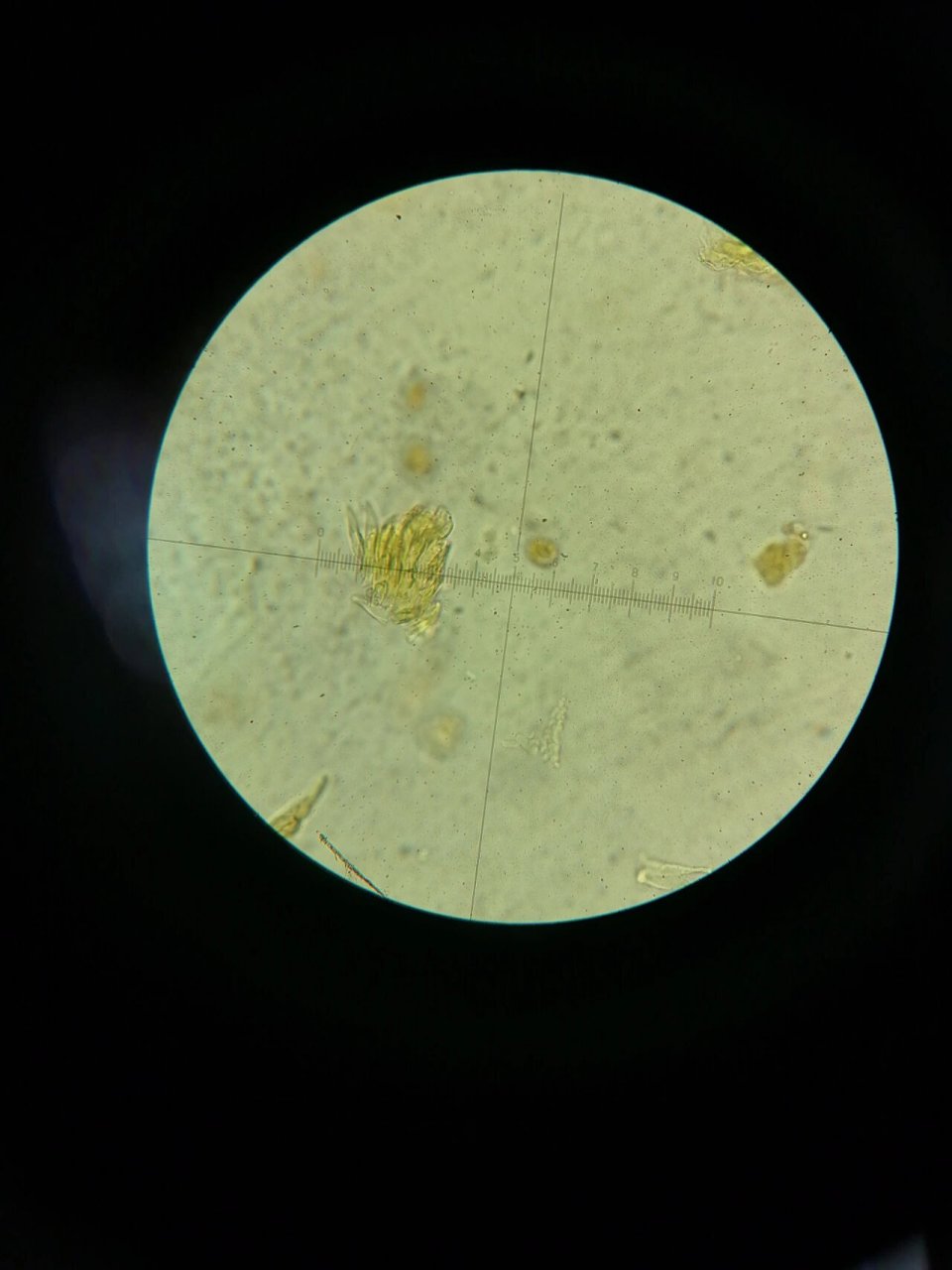 红花粉末显微鉴别 1花粉粒 2长管道状分泌细胞 3花柱碎片