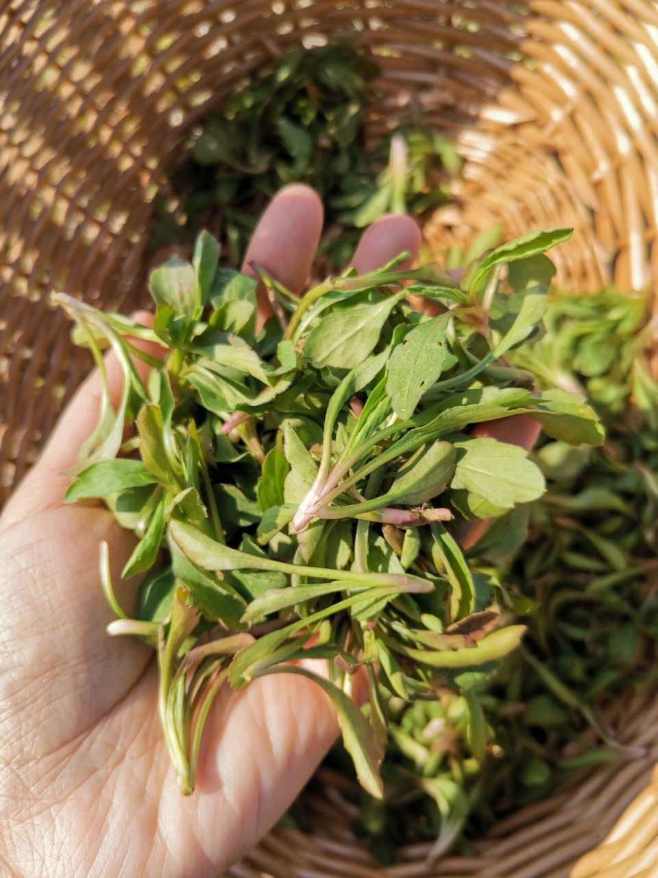 和马兰头很像的野菜图片