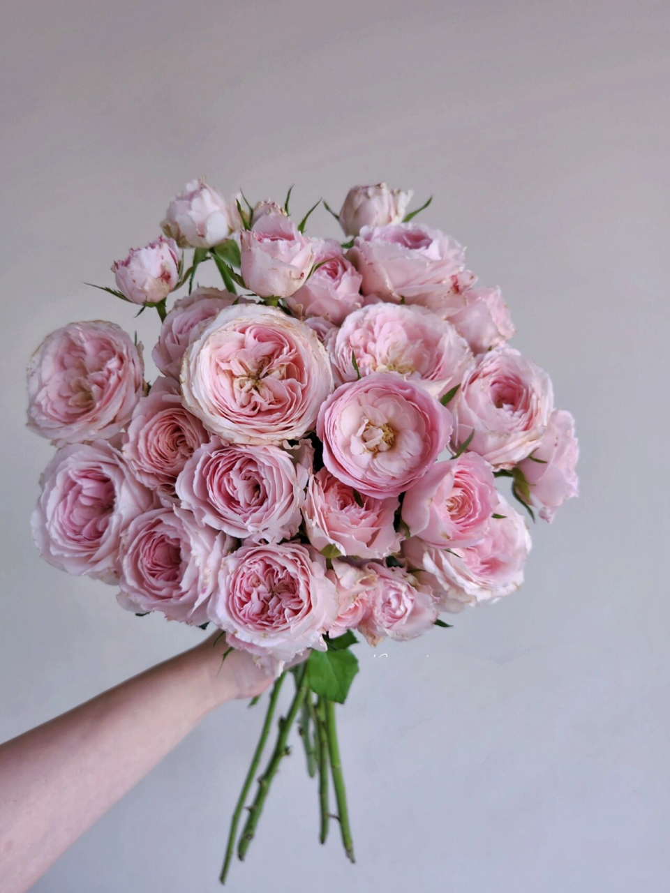 多头玫瑰 梅拉新娘/宏博 跟多头公主礼服一样,也是爱出伤的主.