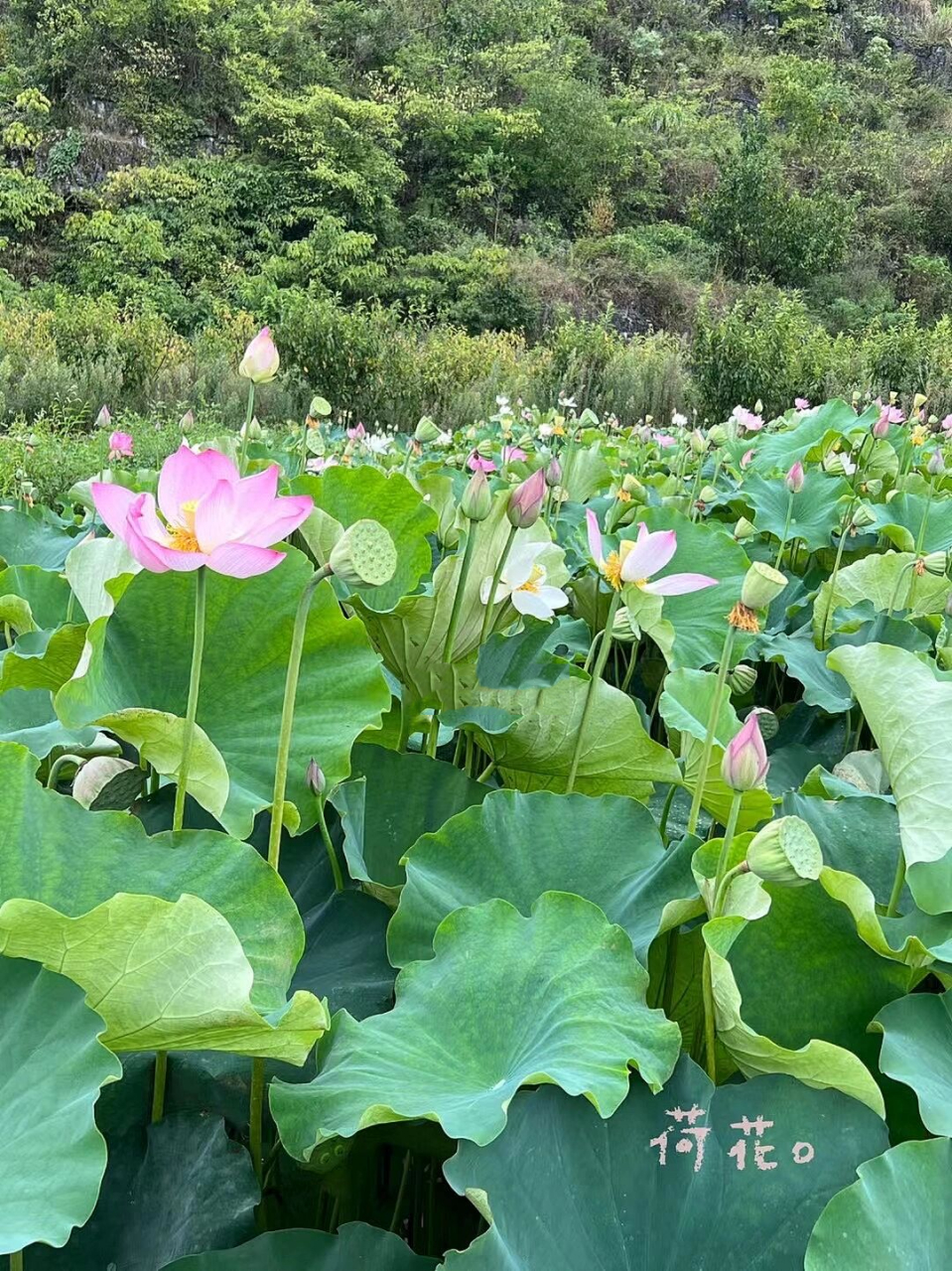 幺铺十里荷廊风景区图片