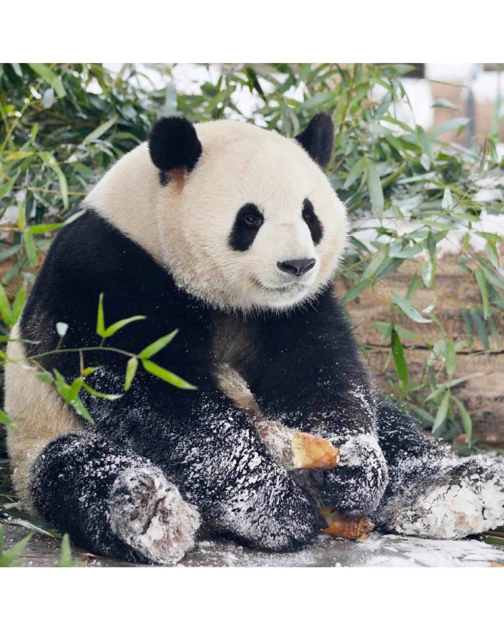 最近沉迷于萌兰和花花的视频无法自拔,萌兰里面真