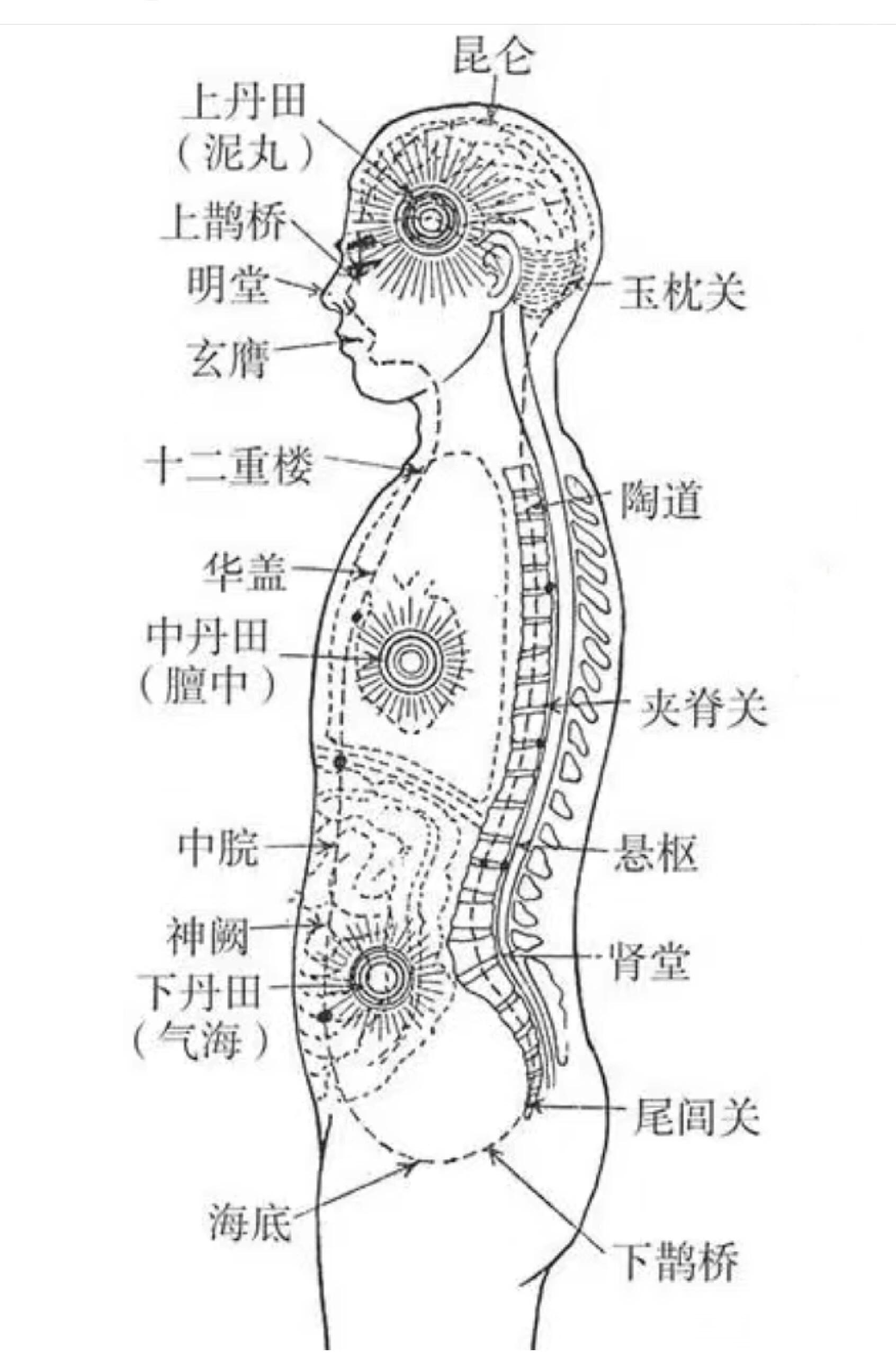 叉状脉图片