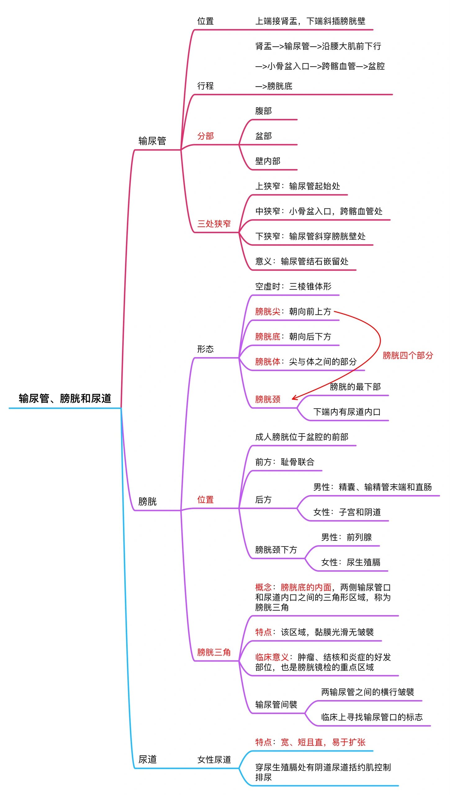 泌尿系统思维导图来咯