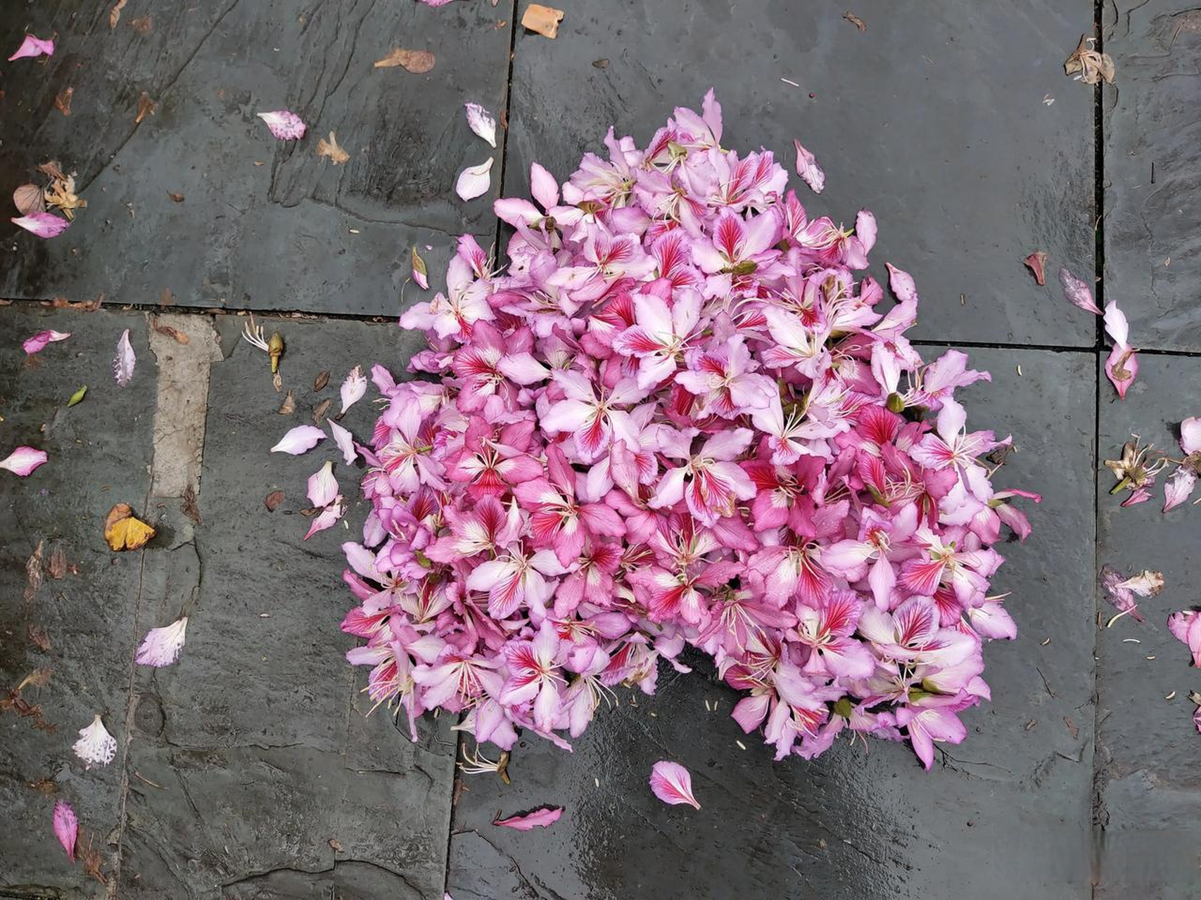 受过冰雹和风雨的摧残,柳州的紫荆花已经落得差不多了.