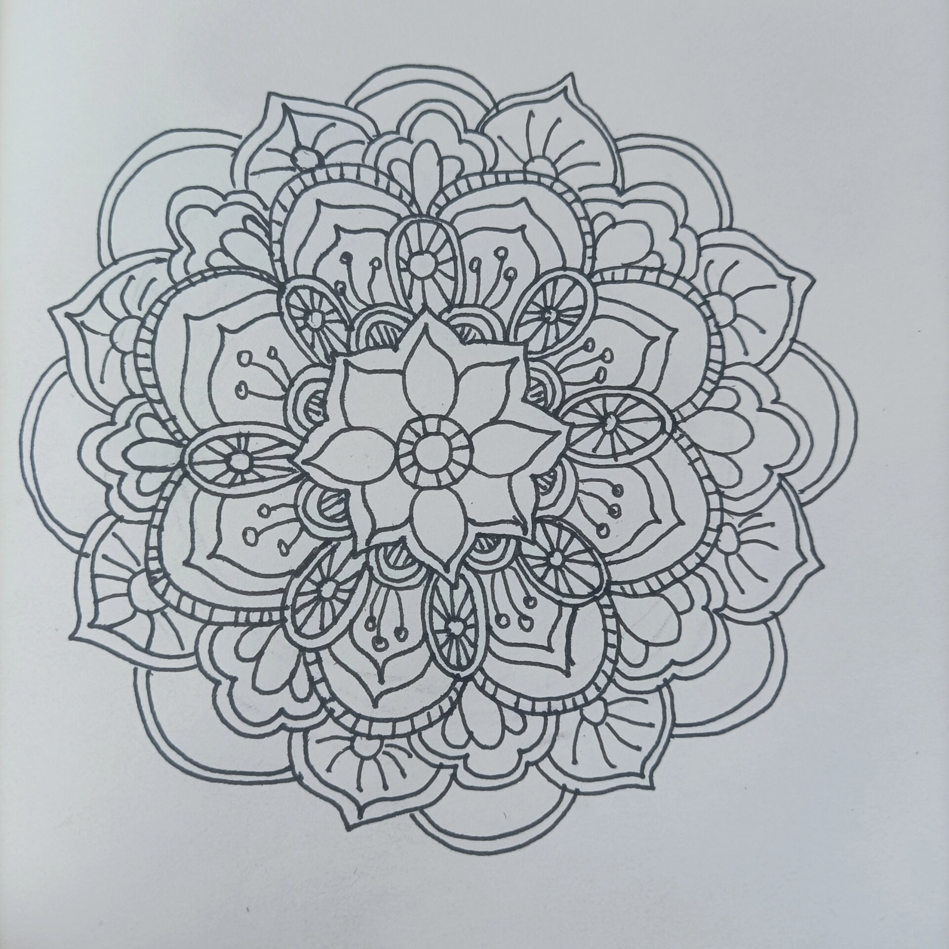 曼陀罗花 今日打卡 曼陀罗