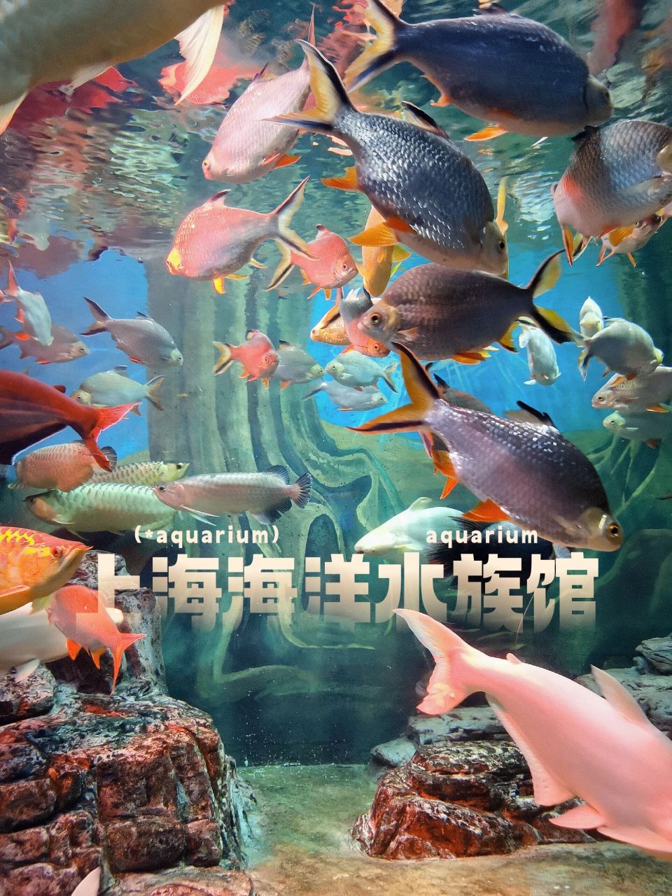 上海海洋水族馆简介图片