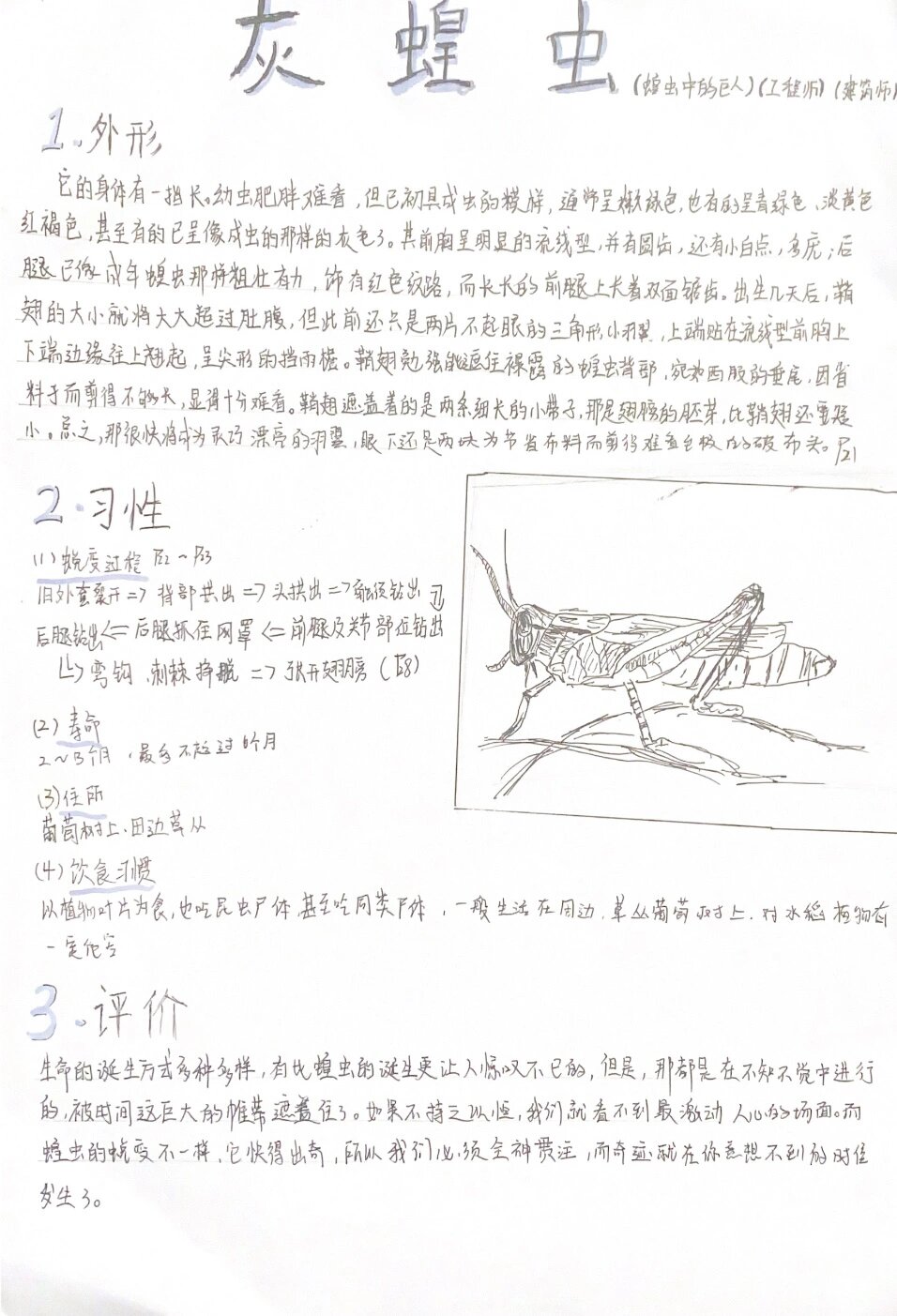 昆虫记昆虫档案—灰蝗虫