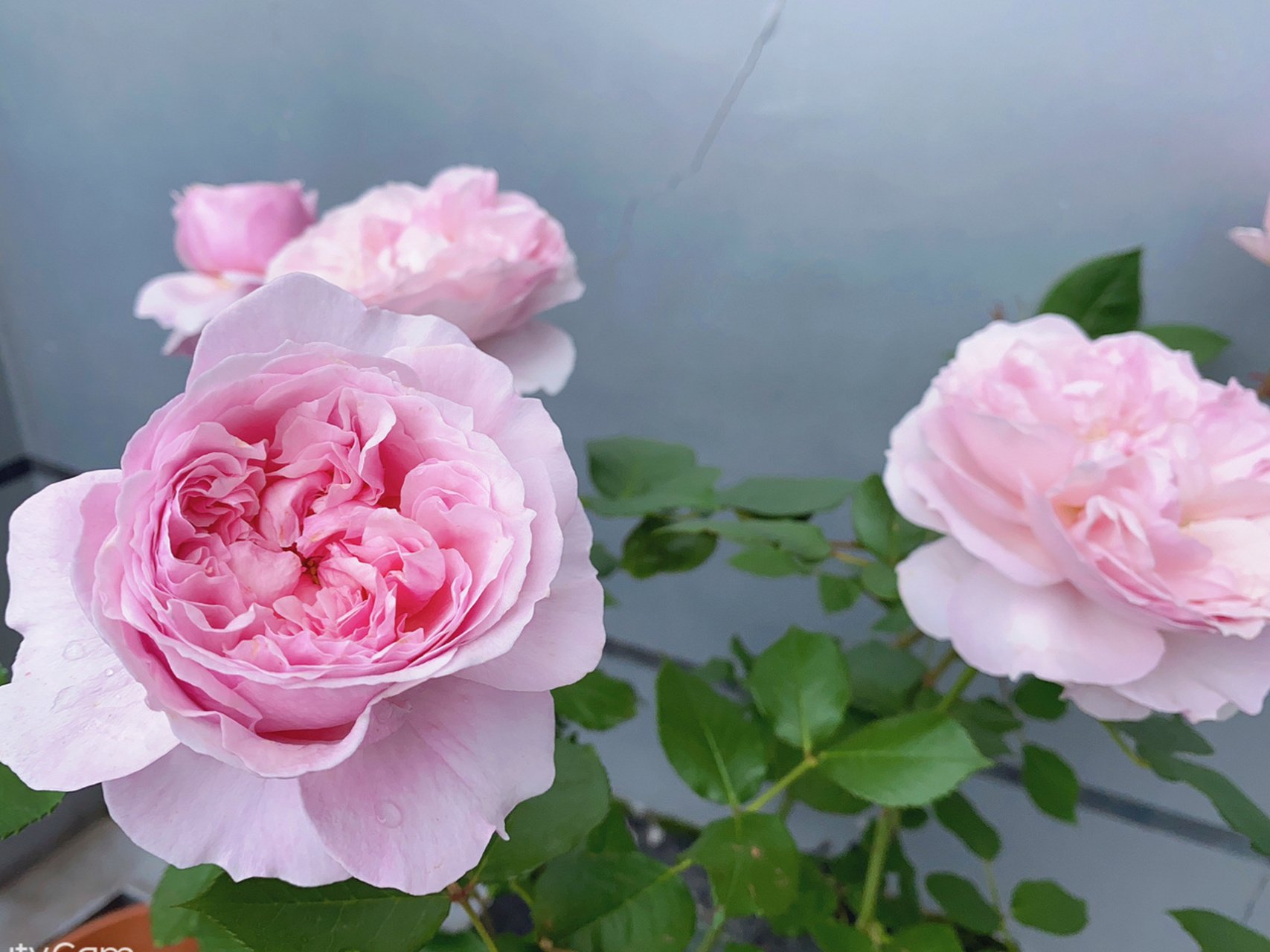 粉色系月季天花板「罗莎琳达」 完美的露台灌木切花品种,全日照阳台也