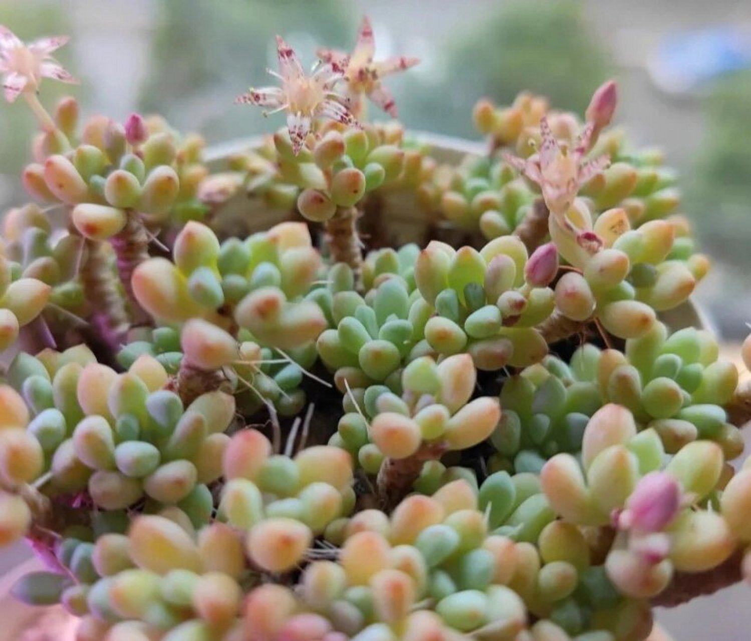 认识多肉第58天——蓝豆 蓝豆,景天科风车草属的多肉植物.