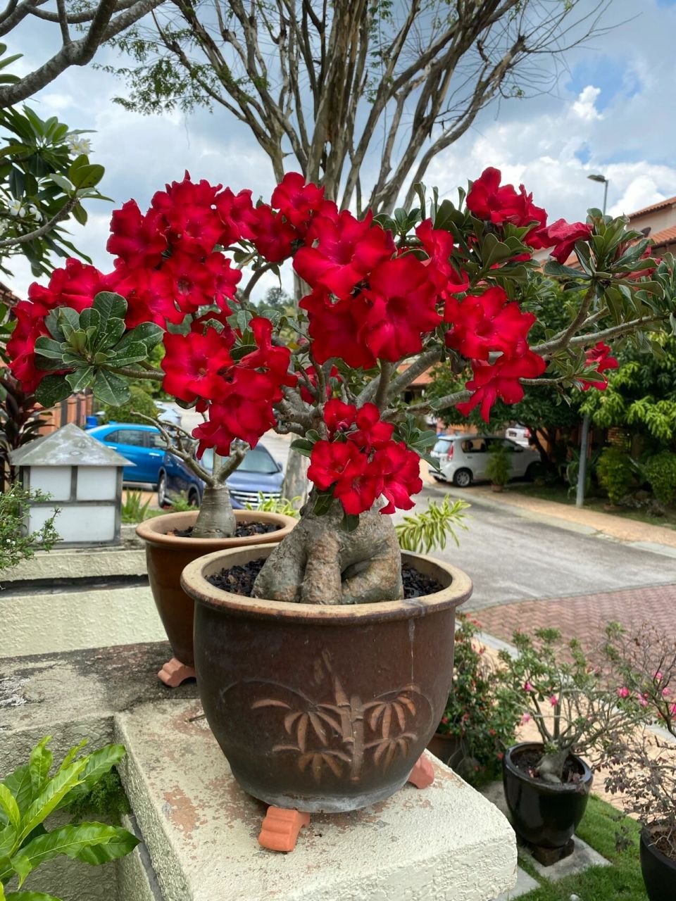 大红袍——沙漠玫瑰 地处赤道地区,沙漠玫瑰也是爱花之人的必养植物.