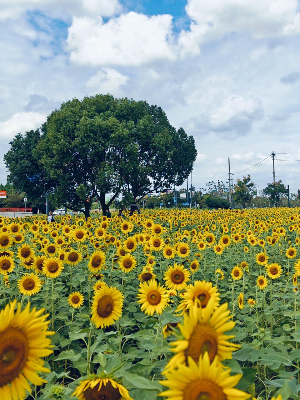 昆山巴城,向日葵花海. 理想中的向日葵花海,就该是这样的呢.