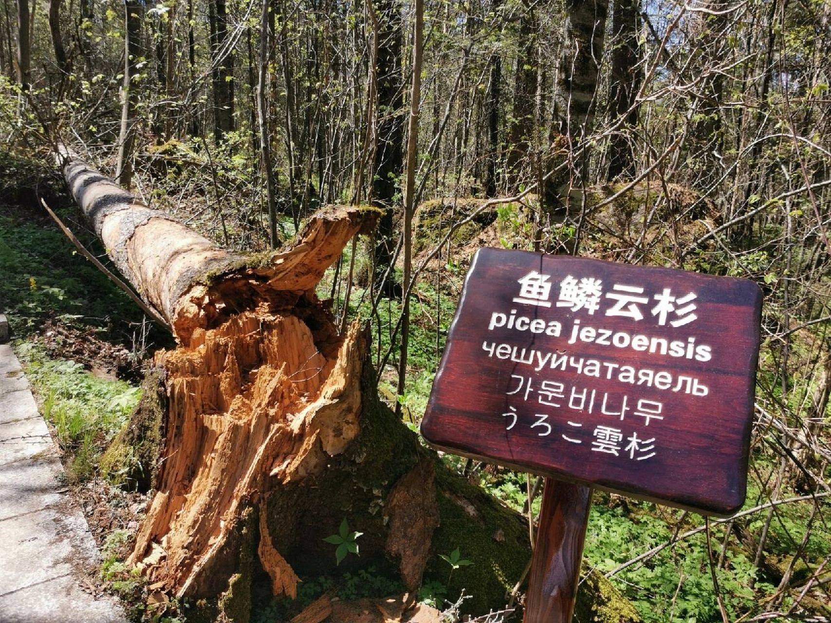 是国家5a级景区,伊春也被称为林都,从伊春市到汤旺河石林景区有一条