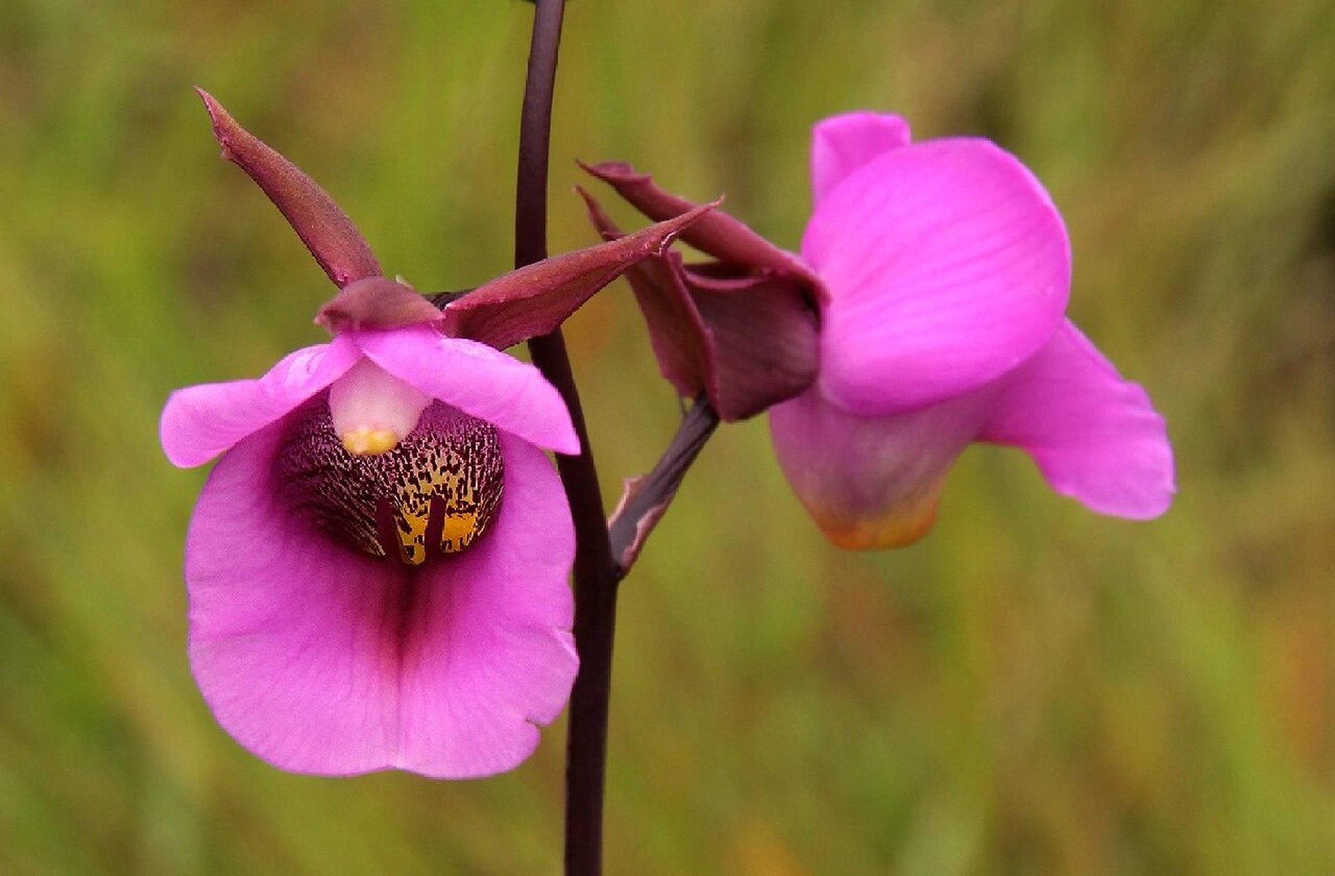 罩唇美冠兰 罩唇美冠兰 eulophia cucullata 美冠兰亚族—美冠兰属
