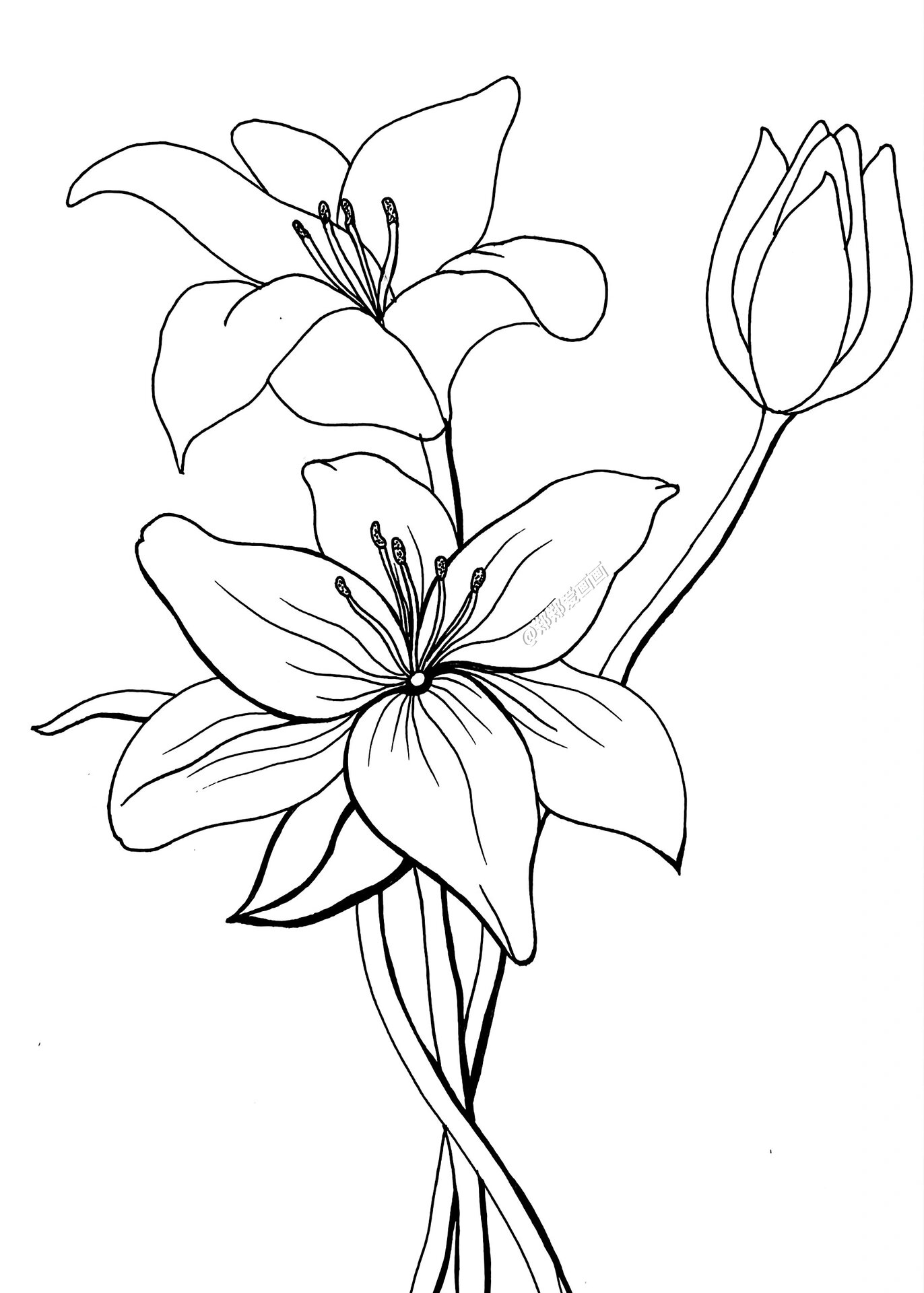 百合花教程 快来一起画美丽的百合花吧