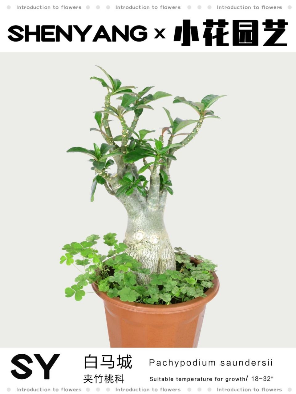 块根多肉白马城|pachypodium saundersii 97白马城,夹竹桃科棒棰树