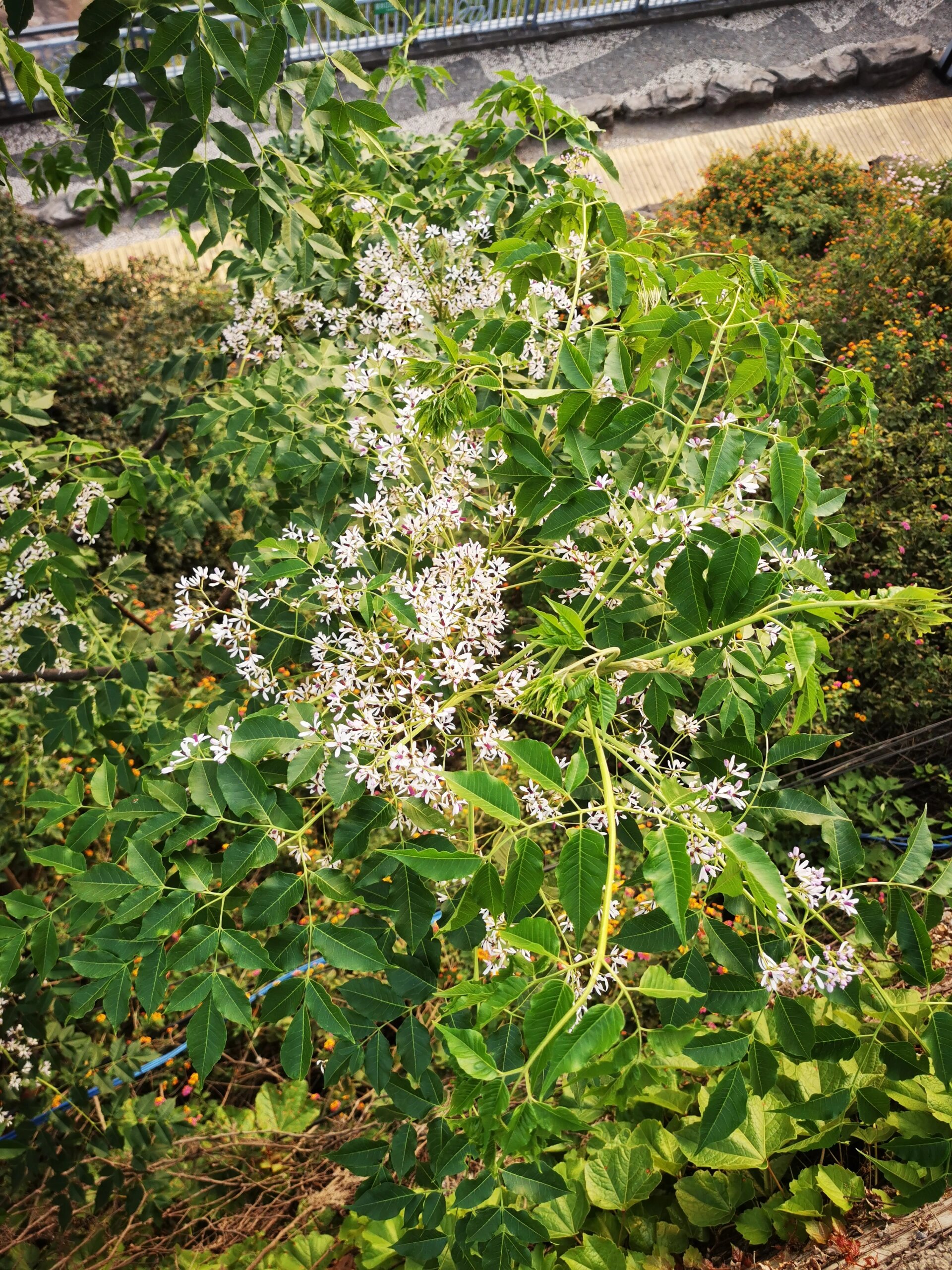 楝树 今天认识一种植物
