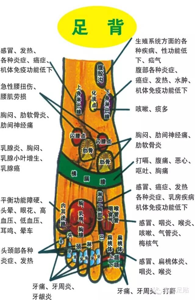 通常脚背的这些部位称为反射区