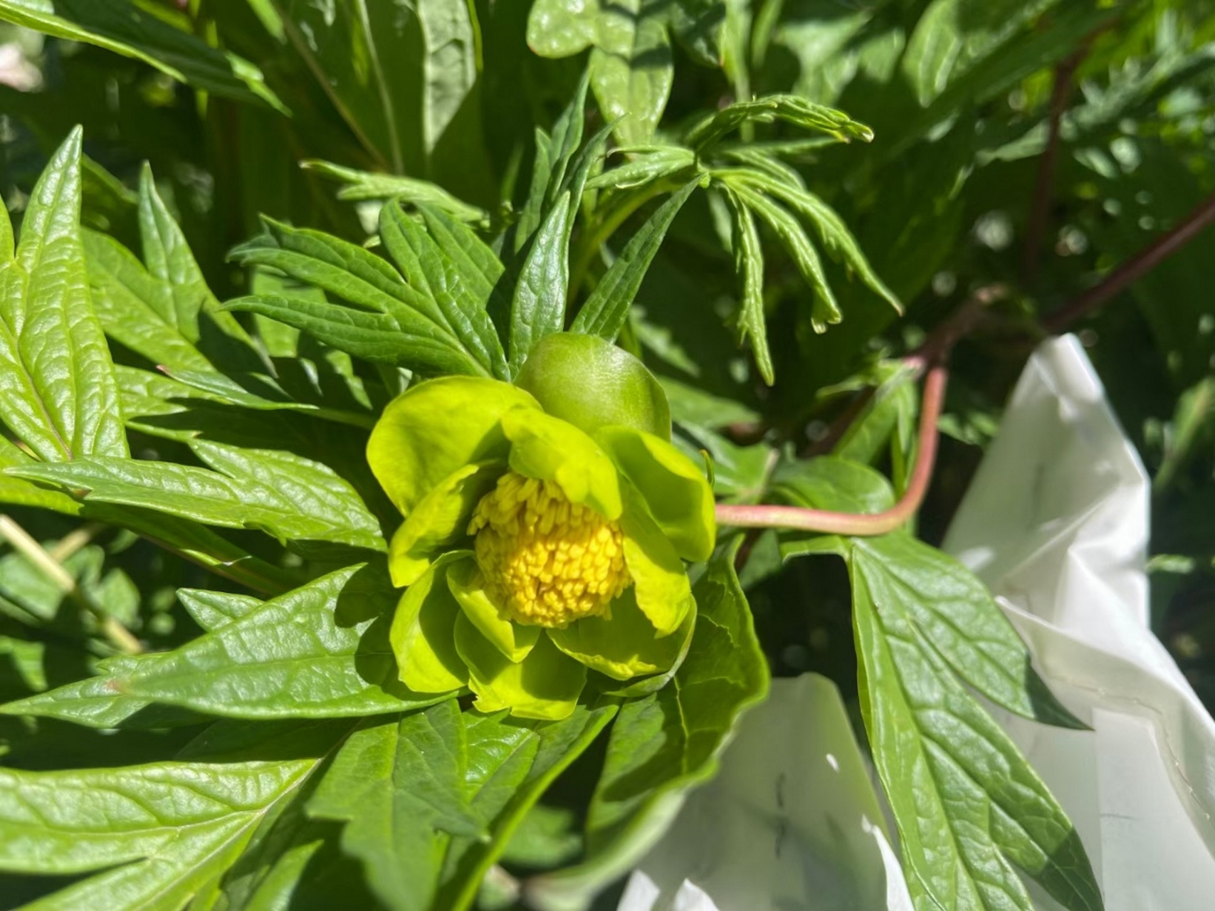 花开正艳云南的野生滇牡丹,最珍贵的绿色.