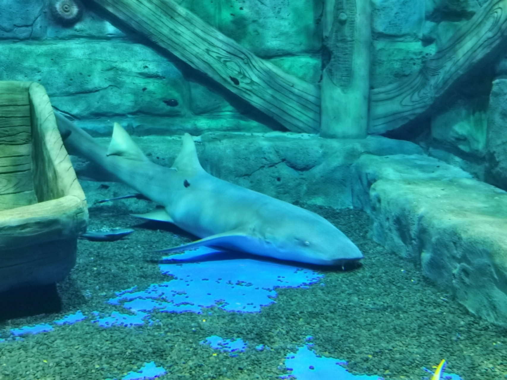 阜阳终于开了大型的海洋公园了! 注意是海洋公园!不是海洋馆!