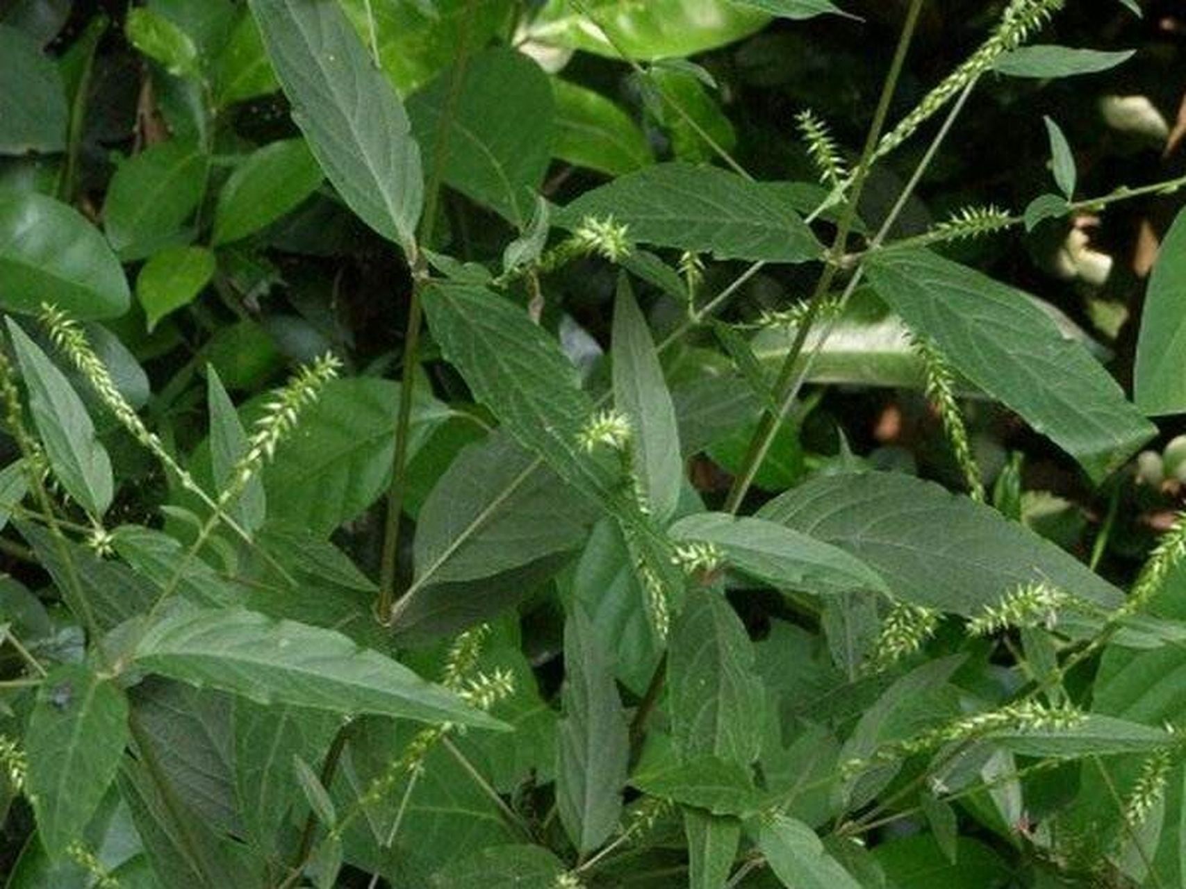 岭南草药坊 第二十二期【倒扣草】 岭南草药坊 第二十二期 【倒扣草】