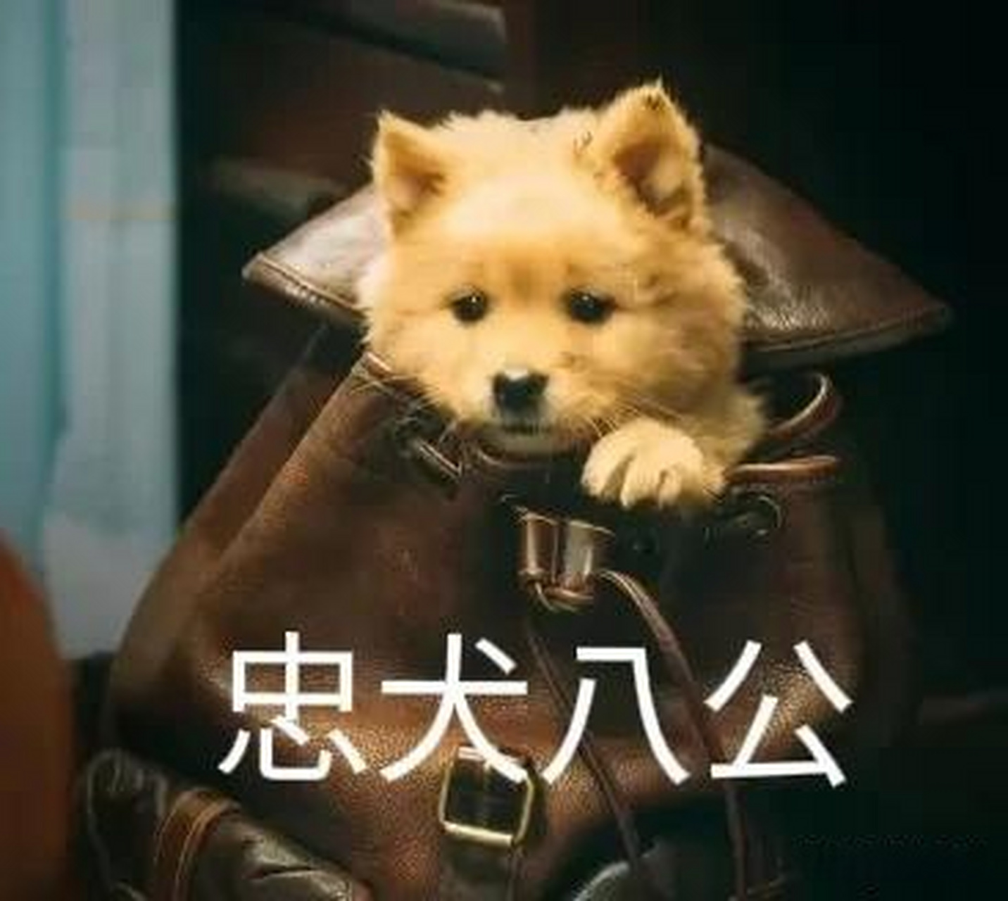 《忠犬八公》是一部感人至深的电影,讲述了一个忠诚无比的狗狗八公的 