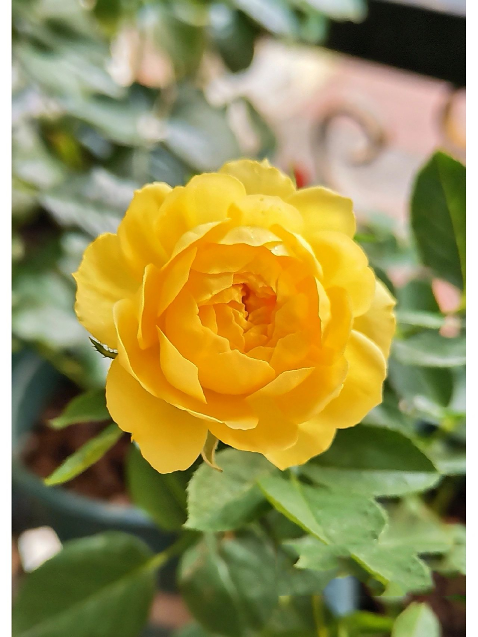 月季品种推荐5——圣女贞德"夏日塑料花" 前一段时间不知道为什么迷上