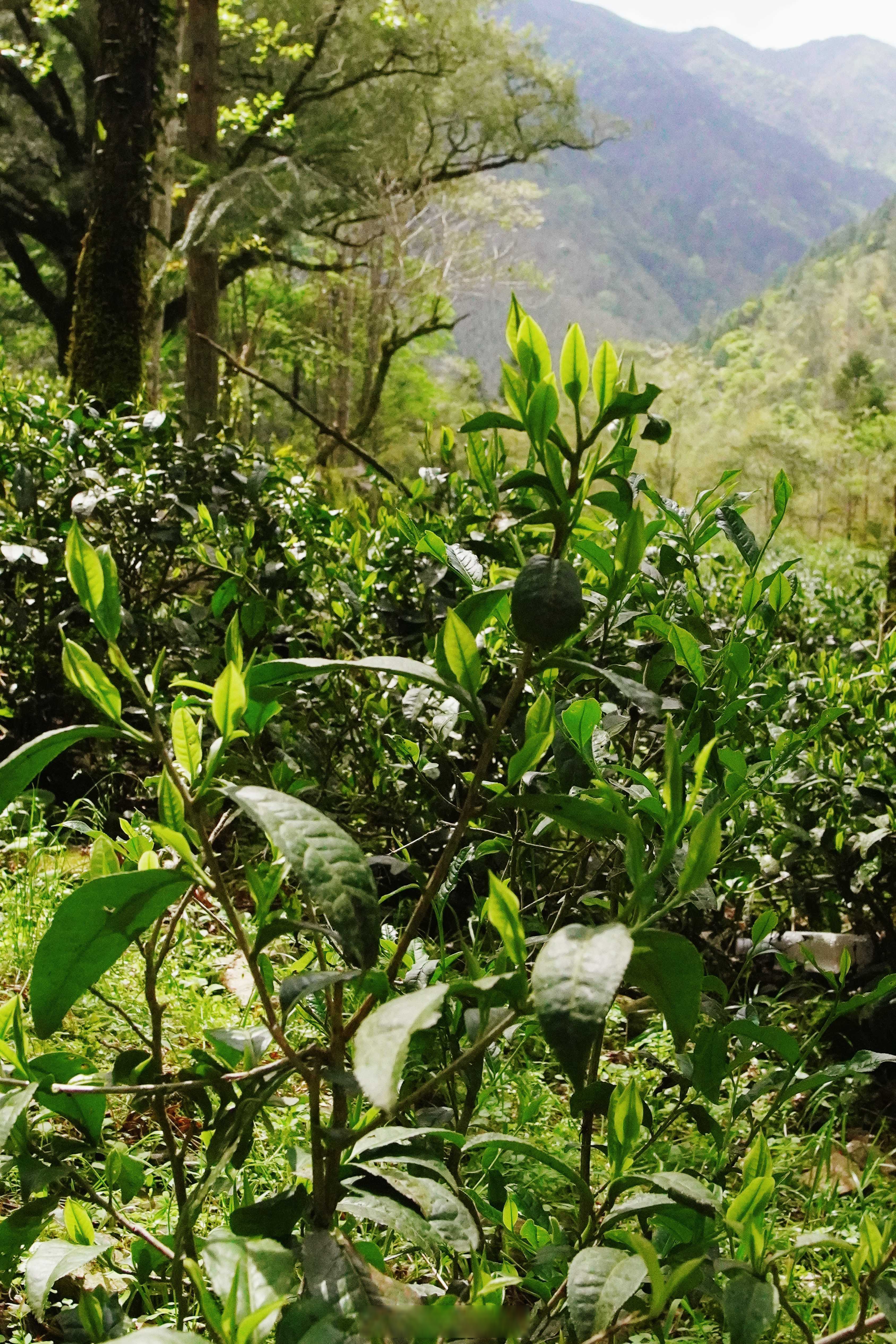 武夷山桐木关 正山小种"小重山"山场  高山环绕,绿意盎然.茶香景美.