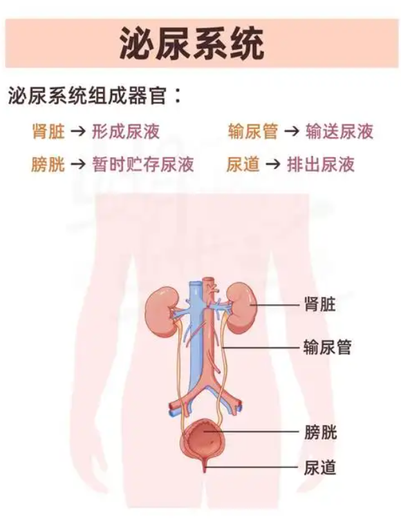 图成年男性膀胱真实图片膀胱是在哪个位置图片膀胱在人体的什么位置
