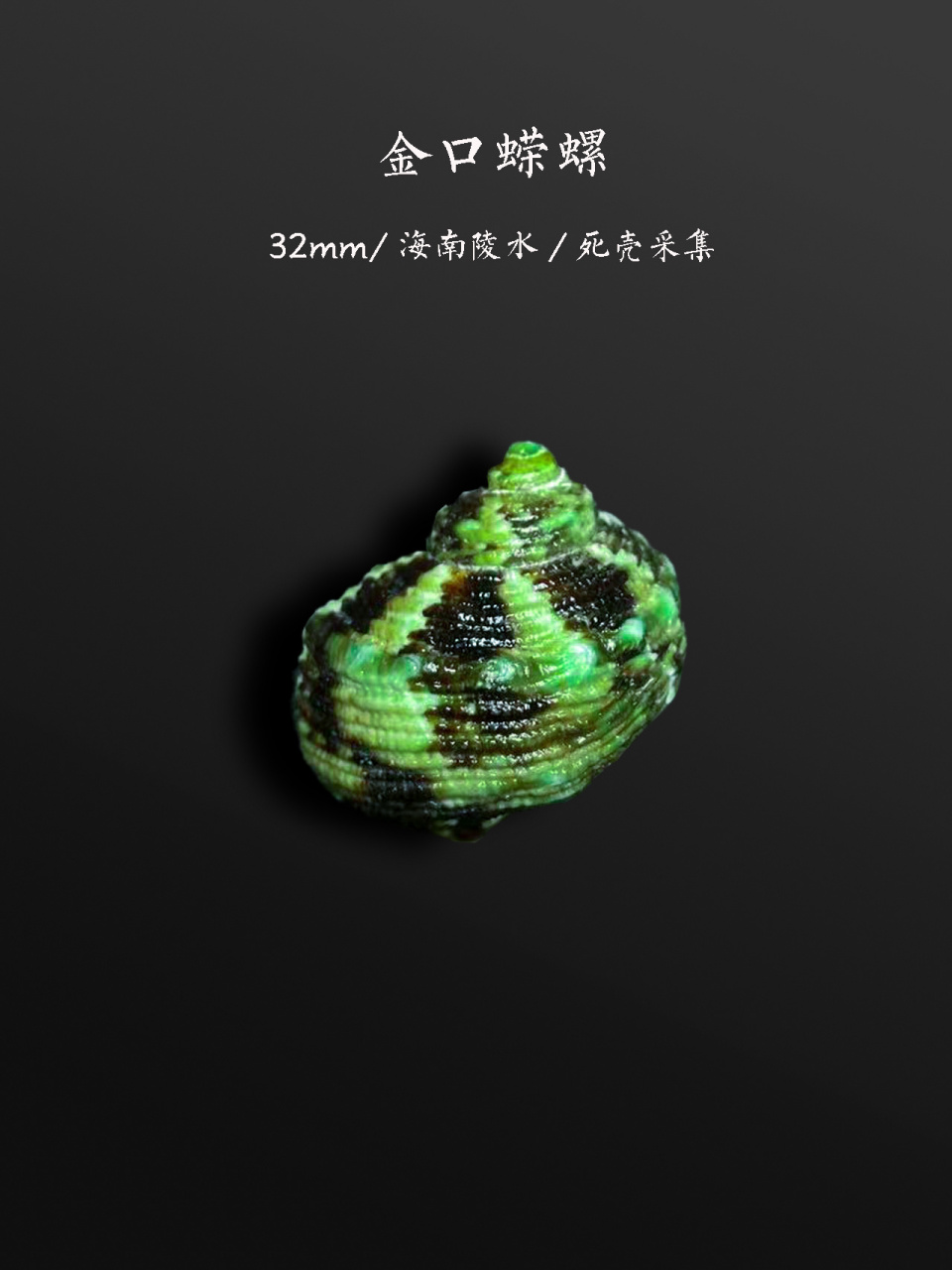 这些螺,你也在海边见过 漂亮的蝾螺(就是俗称猫眼螺牛眼螺的)和杨桃螺