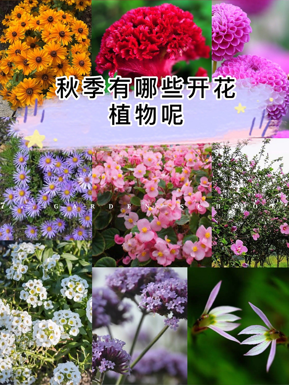 秋季有哪些开花植物呢 秋季开花的常用花境植物有很多,例如:四季海棠