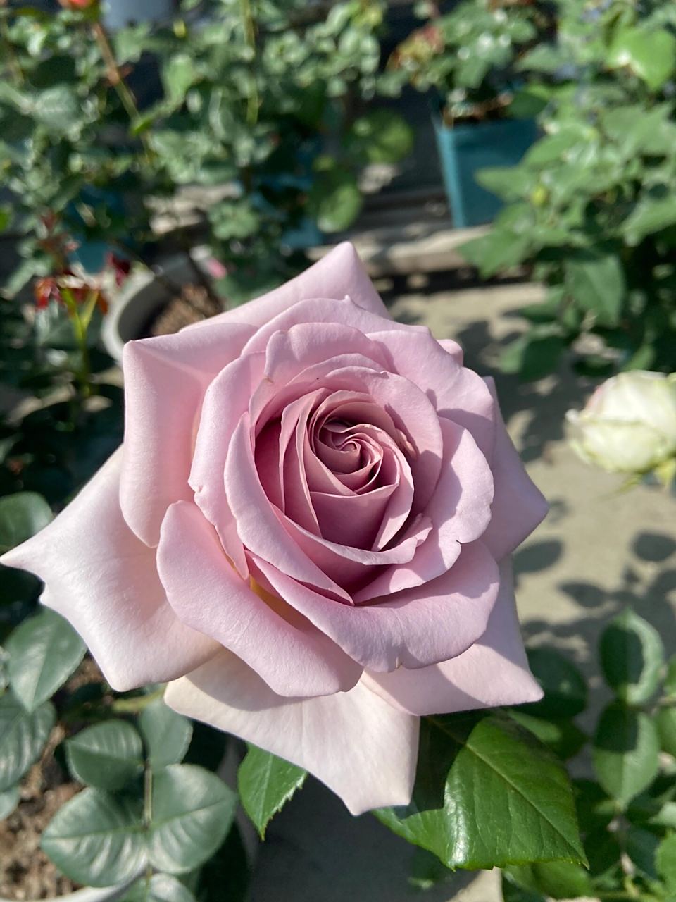 我和我的100颗月季之拿铁咖啡 45号选手:拿铁咖啡 花瓣厚实,花多大,耐