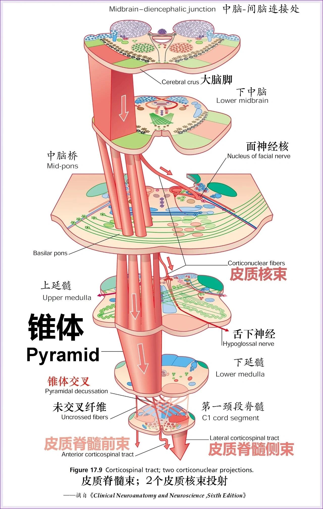 皮质核束传导通路图片