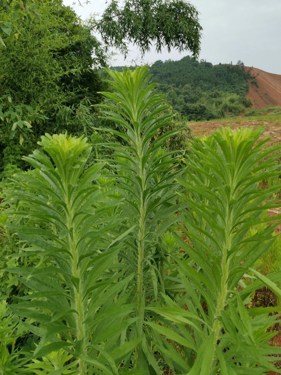 野蒿菜的功效图片