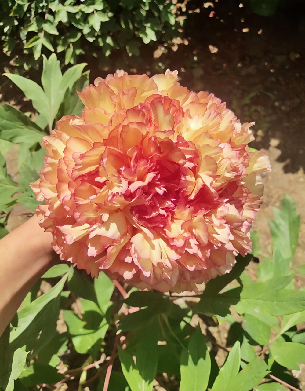 金阁牡丹 事非常优秀的一个品种花大花瓣儿多无香淡黄色的花瓣红粉色