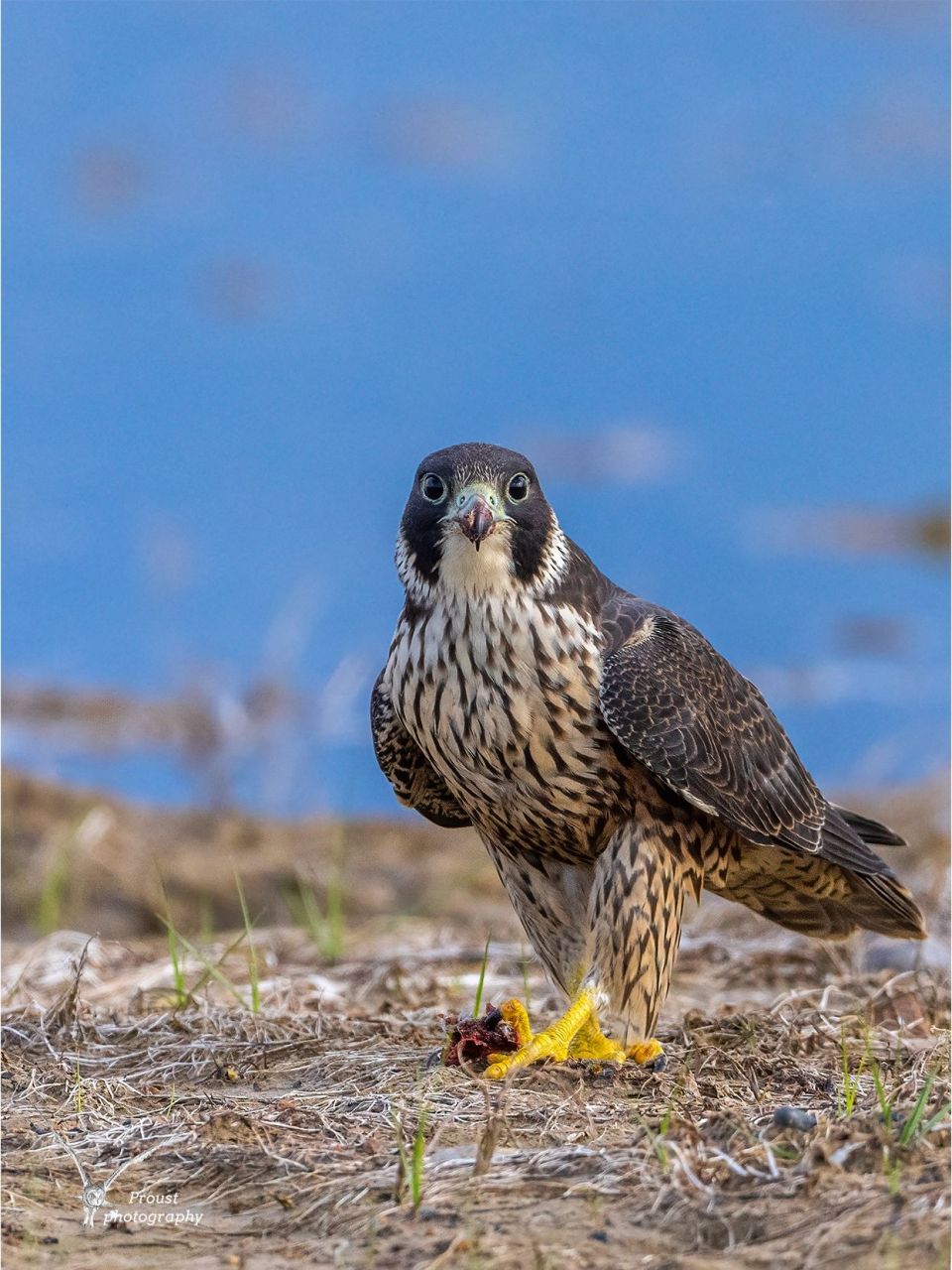 游隼进食的两面性 游隼系列一:游隼进食.