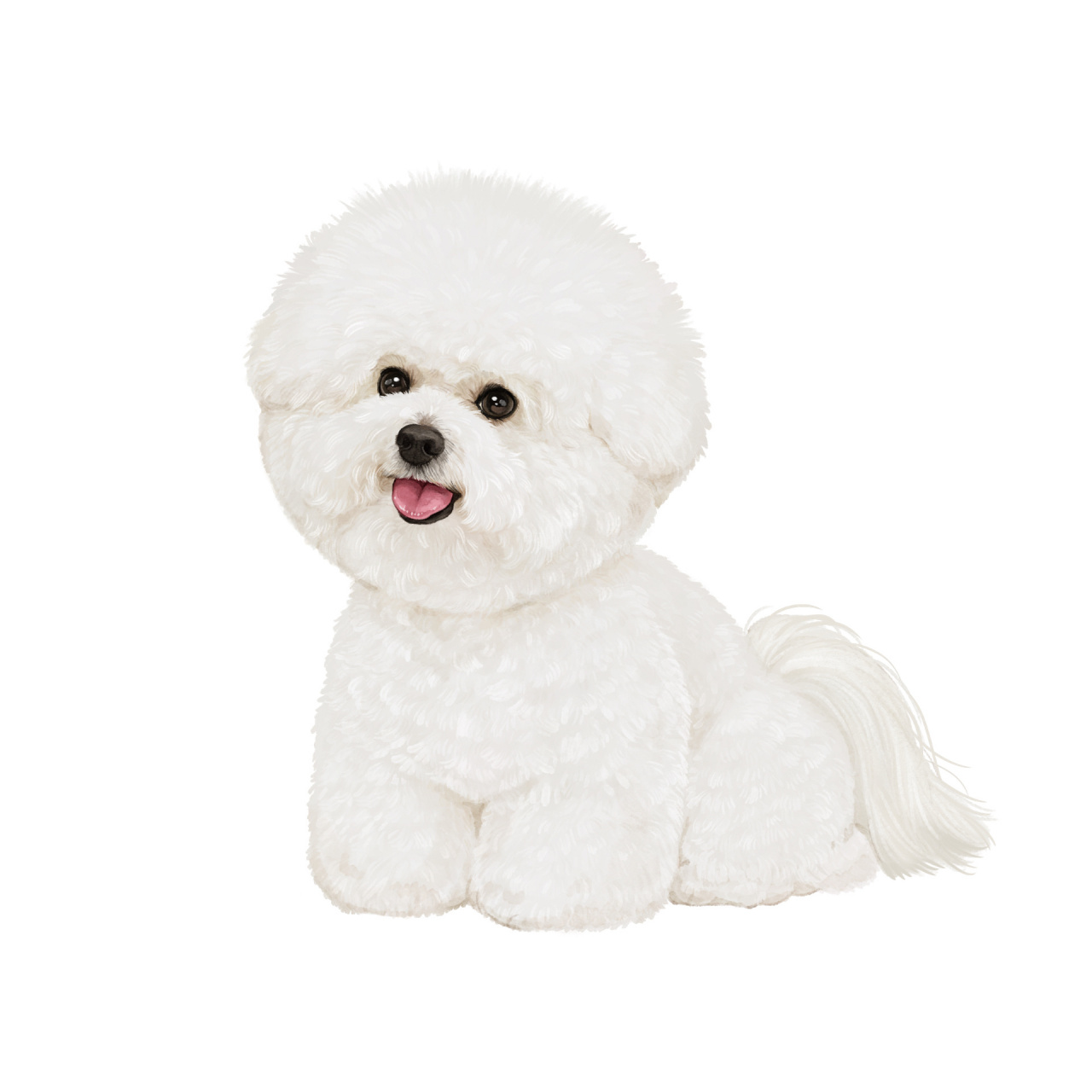 手绘宠物画94| 还原真实比熊03 崽崽的黑嘴唇 ugg腿 大屁股 大