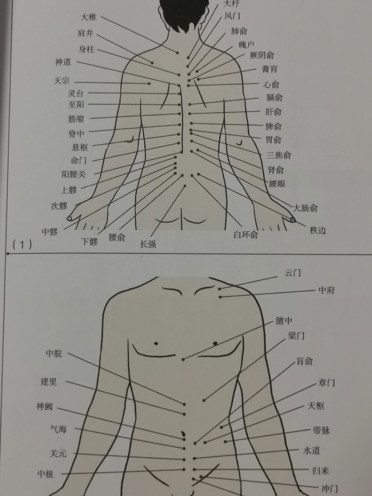 正确拔罐位置图图片