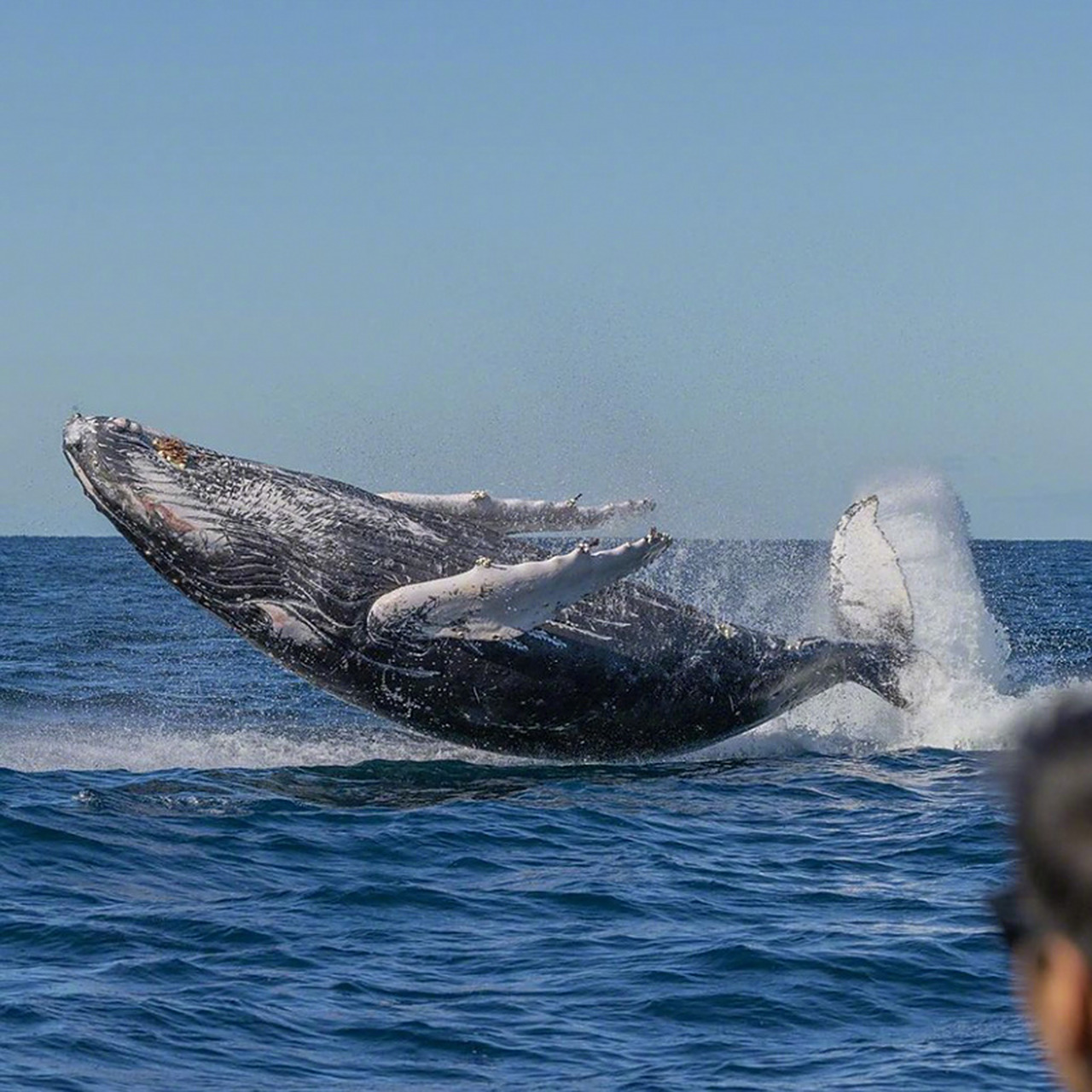 跃出海面的鲸[期待]#野生动物# #生物#   (via.ins.newsouthwhalesoz)