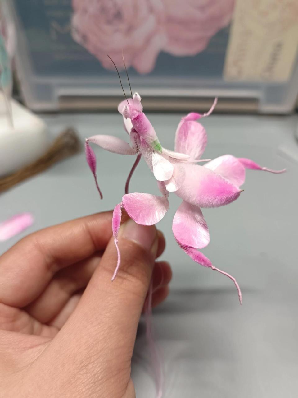 兰花螳螂,是丸子一期高级课作业喔,今天也是超佩服丸子的一天啊