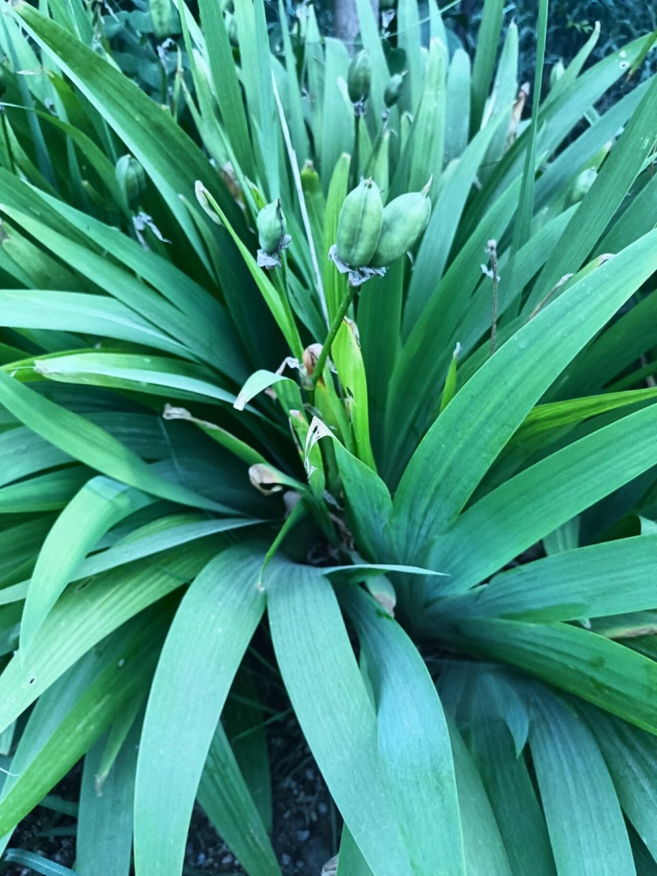 另外鸢尾的根茎可当吐剂及泻剂,也可治疗眩晕及肿