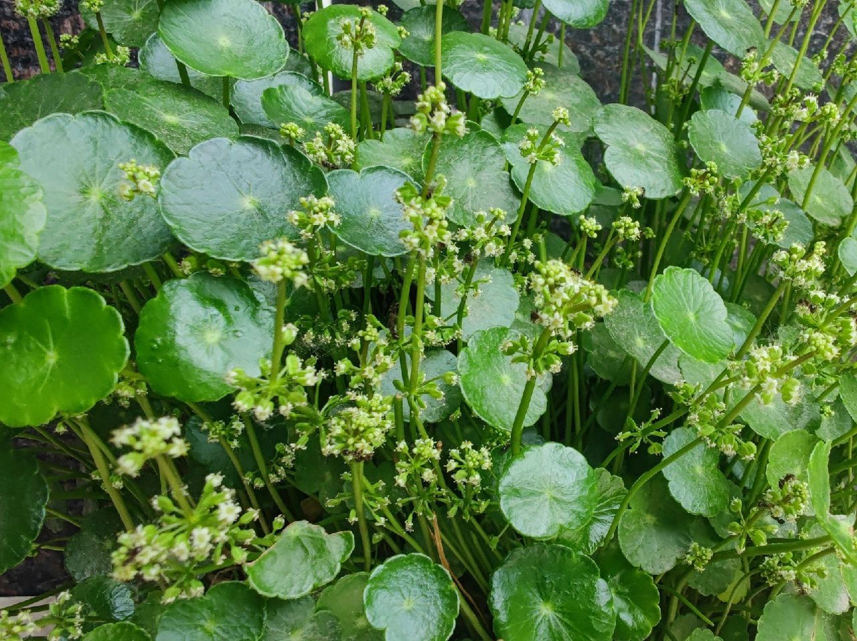 我最喜欢养铜钱草 我最喜欢养铜钱草,说它随遇而安最恰当不过,给点水