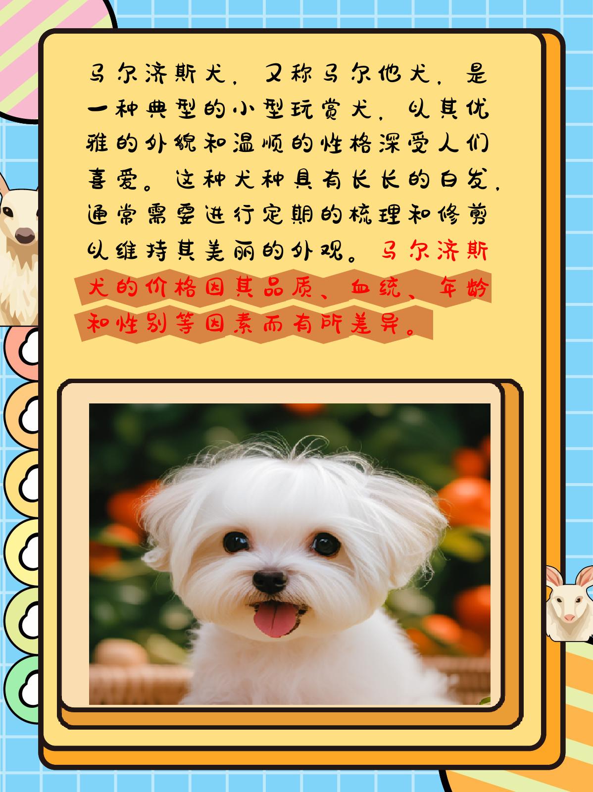 马尔济斯犬多少钱一只