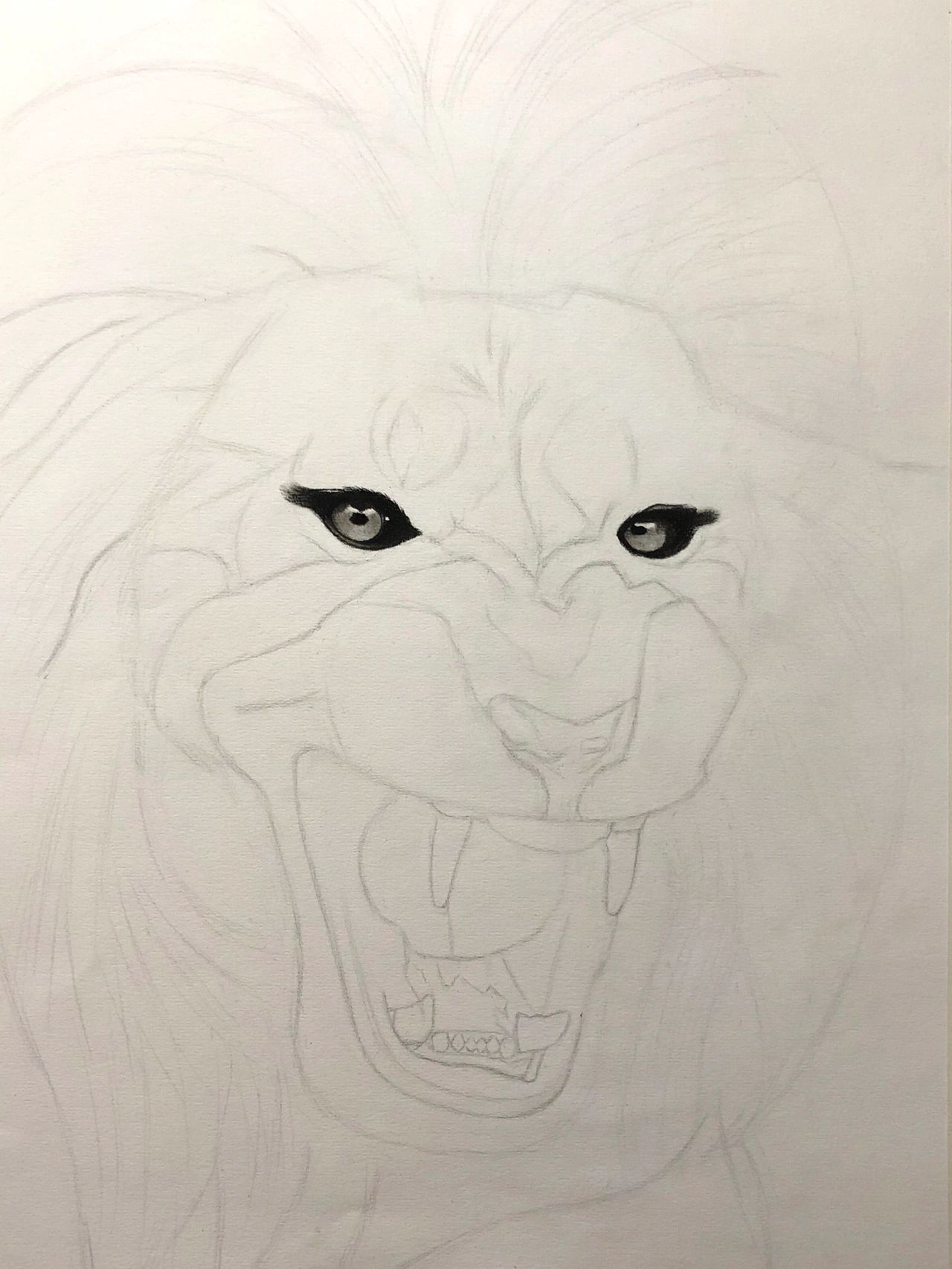 【素描动物】狮子03一只正在怒吼的雄狮